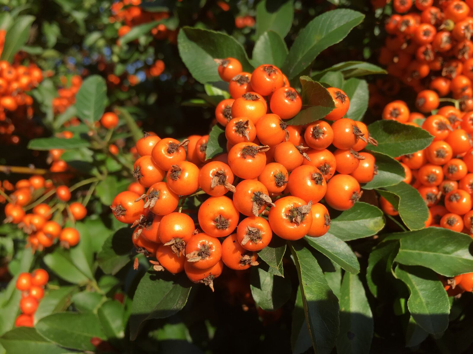 Apple iPhone 6s sample photo. Berries, autumn, fruits photography