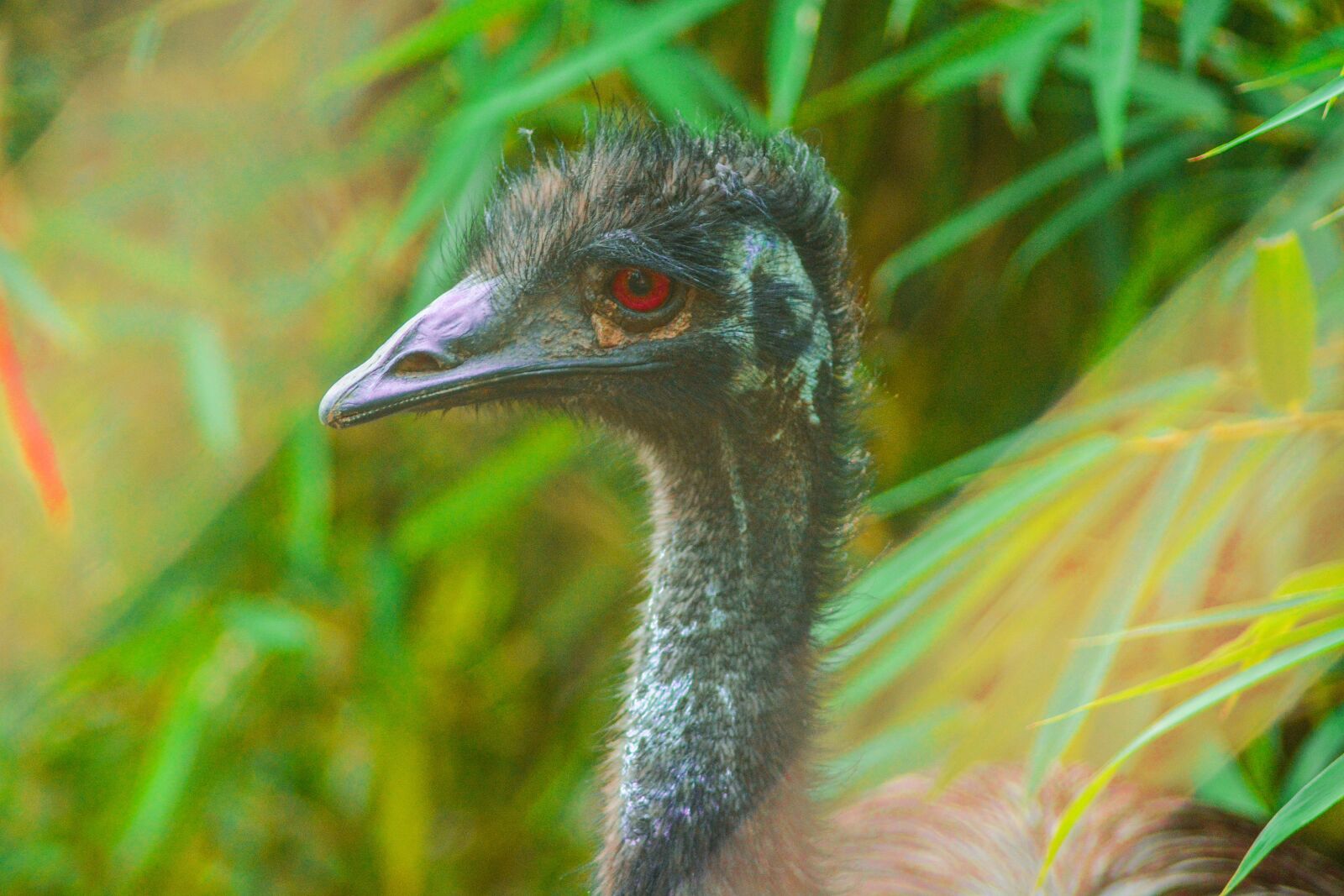 Nikon D5200 sample photo. Bird, feather, wildlife photography