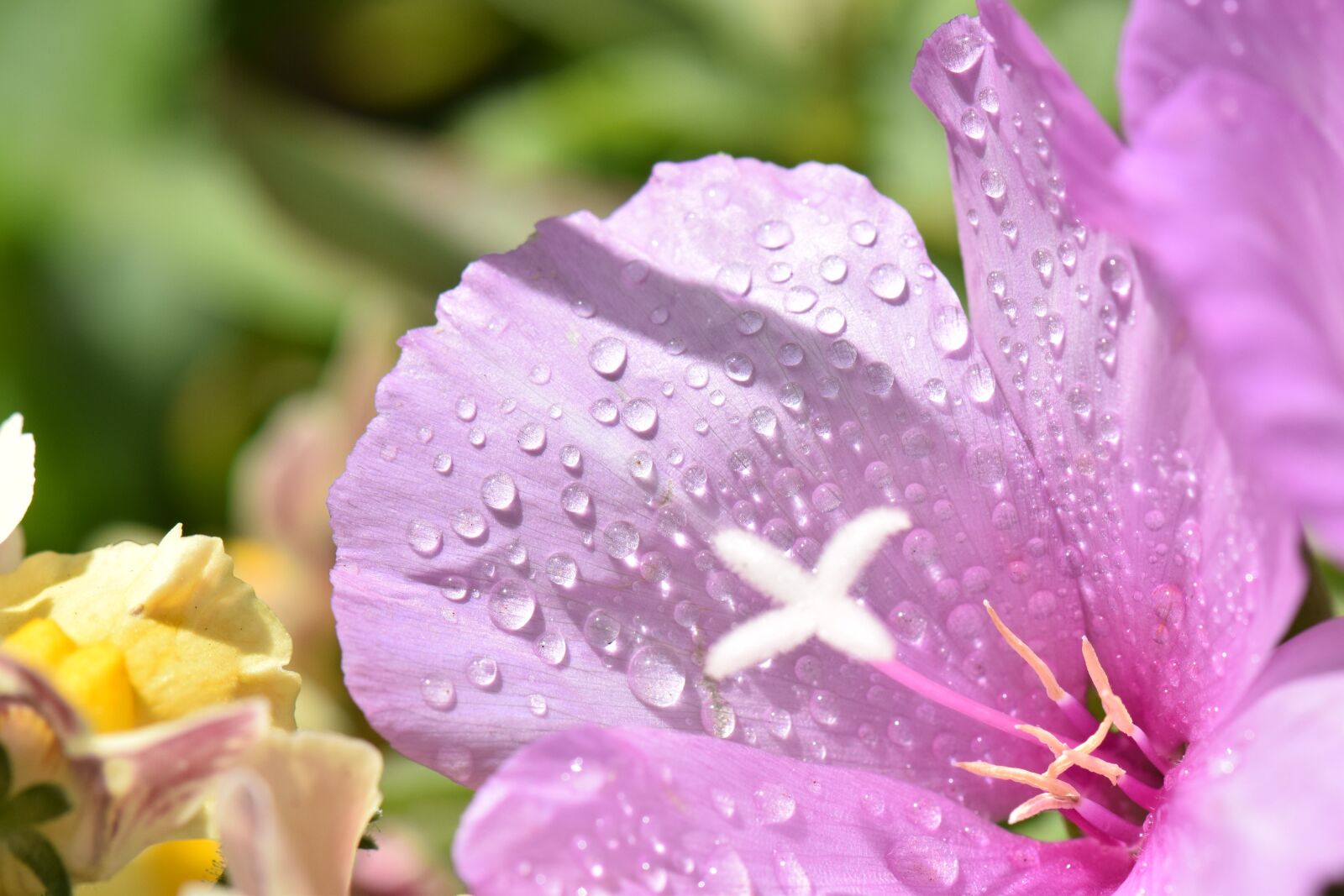 Nikon D5300 sample photo. Flower, pink, drops photography