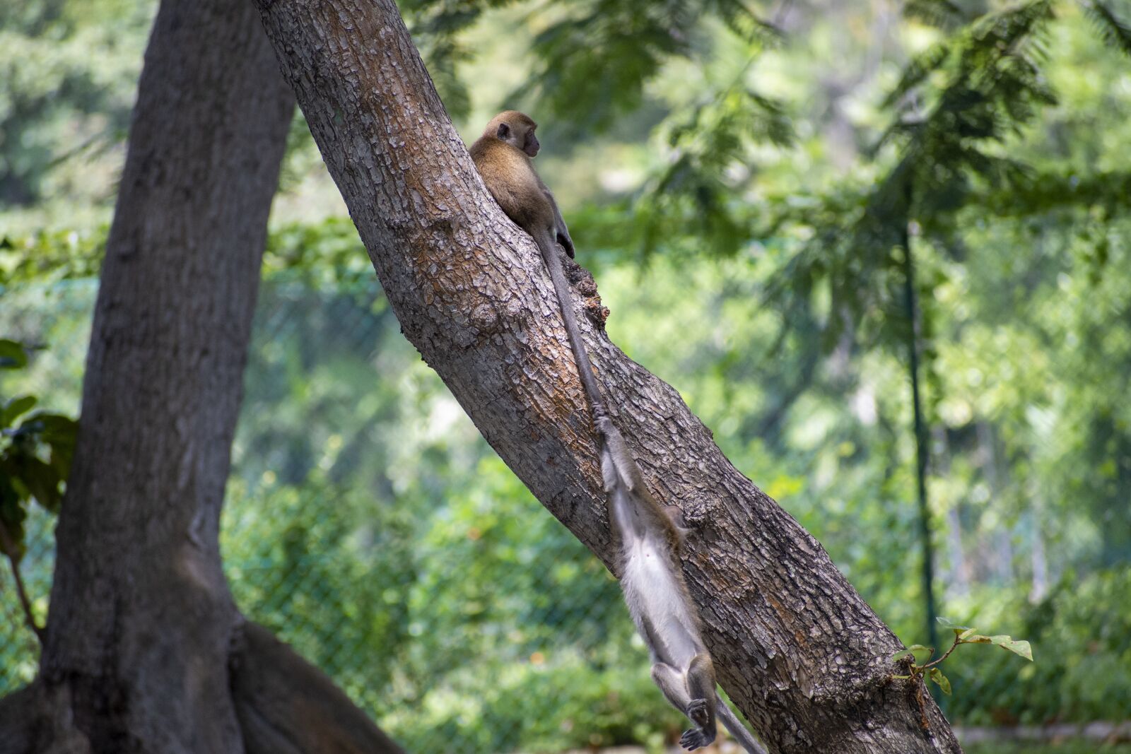 Nikon D7500 sample photo. Tree, monkey, animal photography