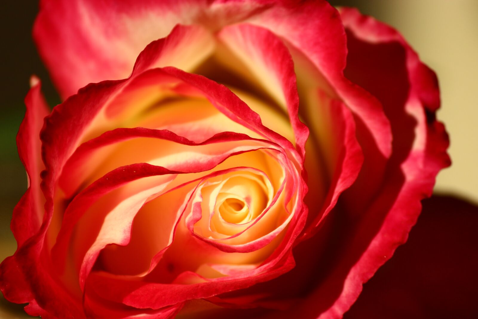 Canon EF-S 55-250mm F4-5.6 IS II sample photo. Isparta rose, galaxy, rose photography