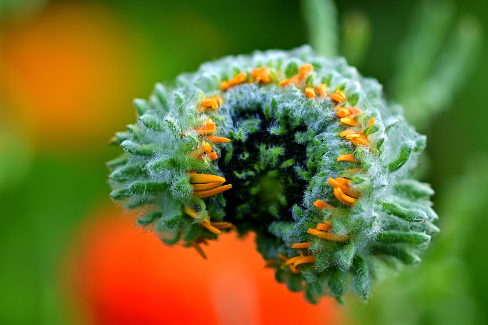 Nikon D5200 sample photo. Magnificent flame, blossom, bloom photography