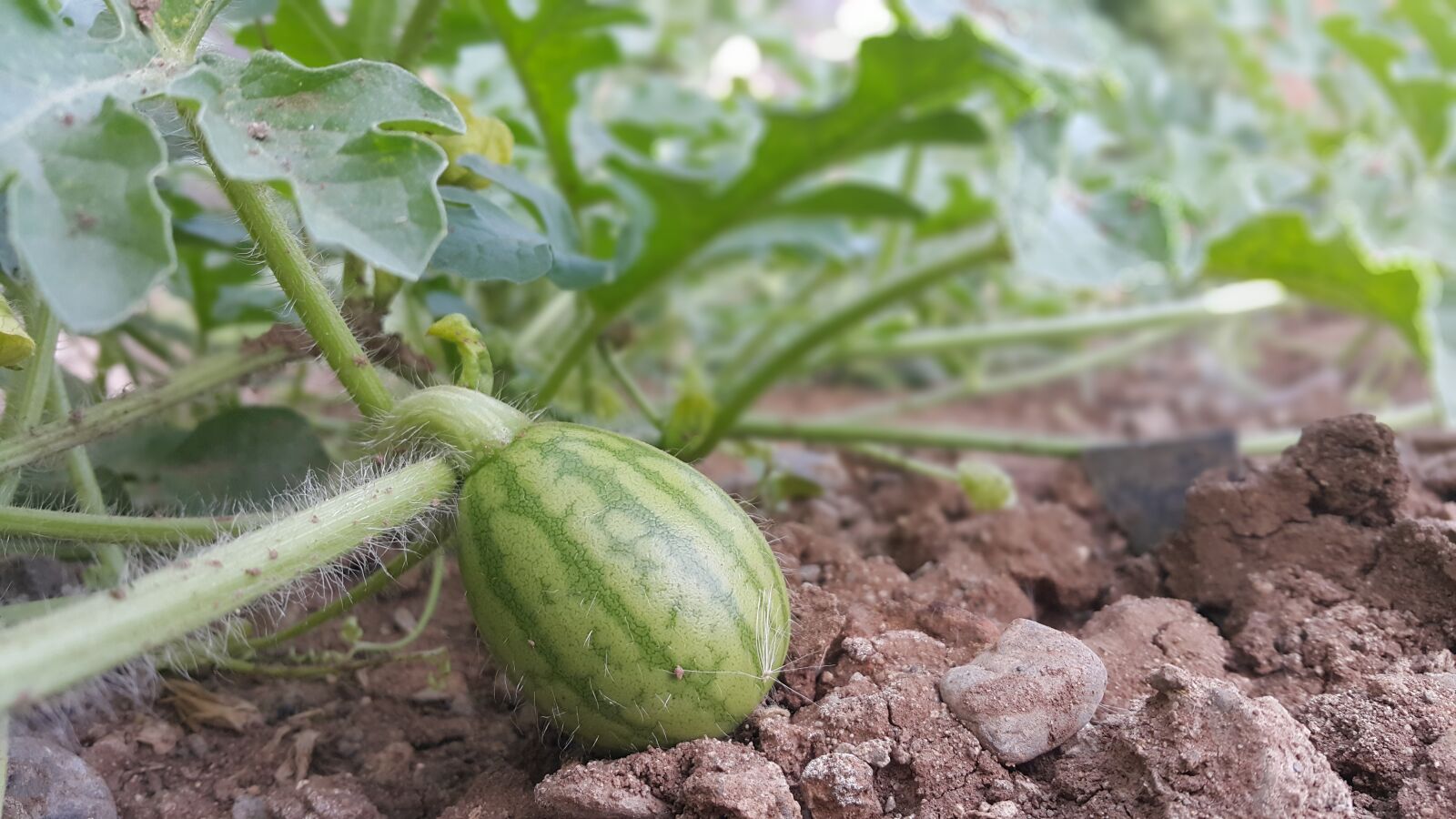 Samsung Galaxy Note4 sample photo. Watermelon, fruit, juicy watermelon photography