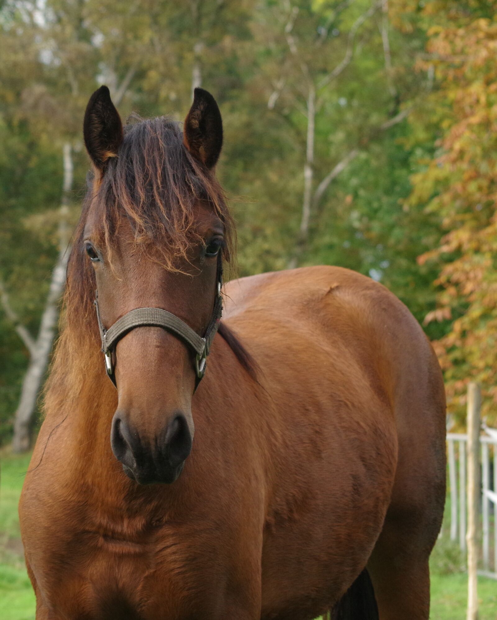 Pentax K-30 sample photo. Horse, foal, suckling photography