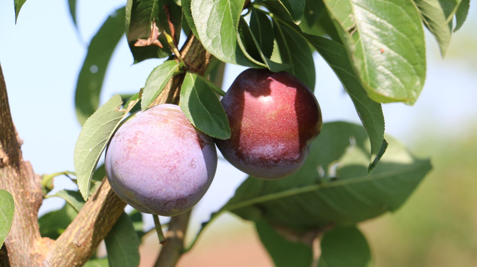 Canon EOS 70D sample photo. Plum, fruit, red plums photography