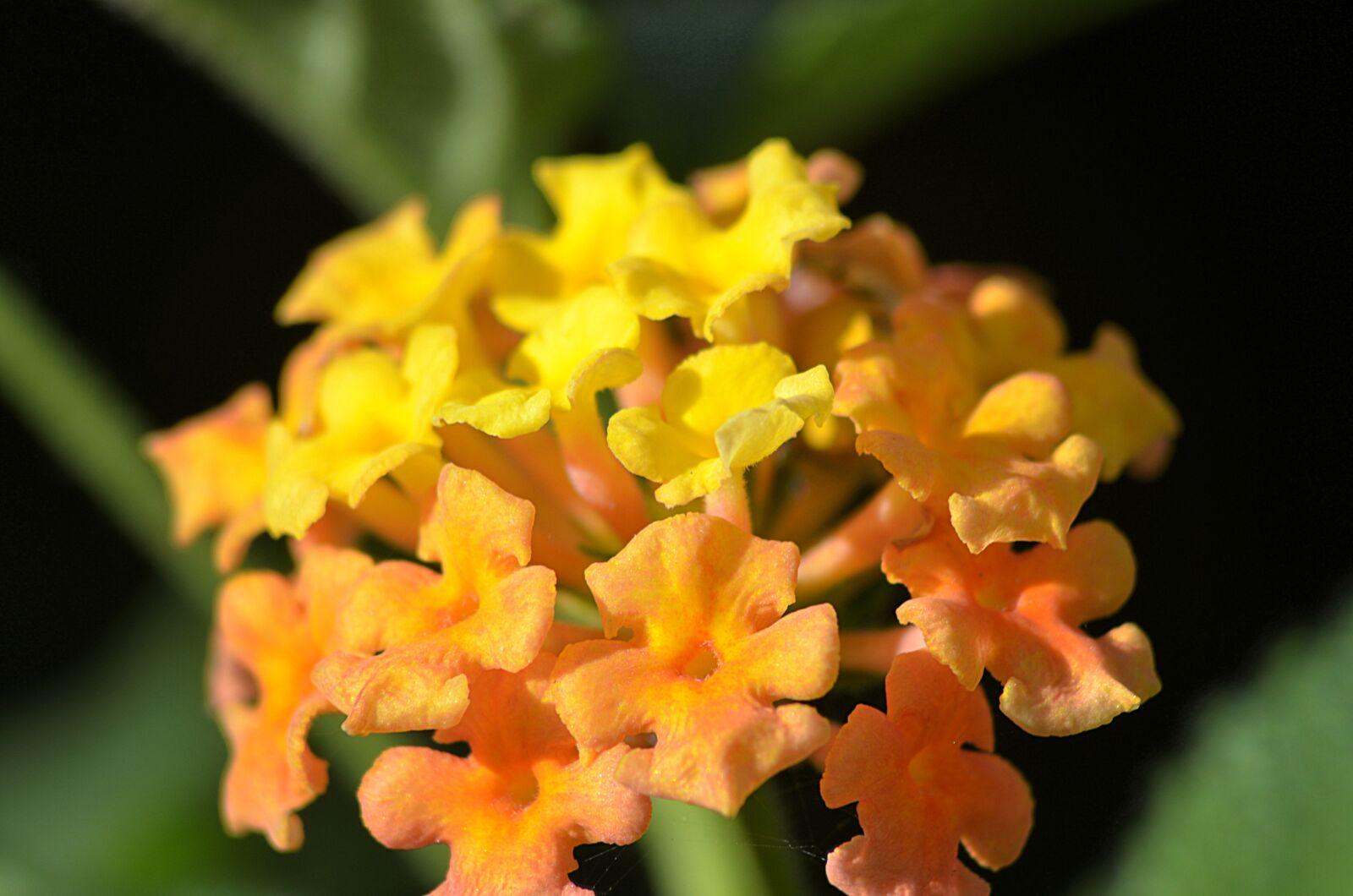 Nikon D5100 sample photo. Flower, nature, spring photography