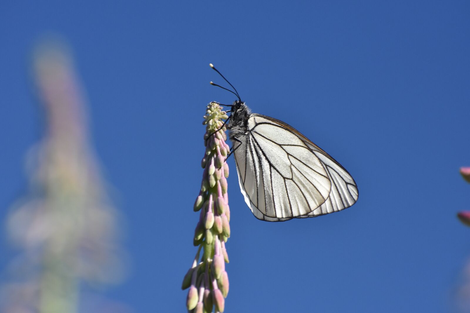 Nikon D3400 sample photo. Butterfly, white, cabbage butterfly photography