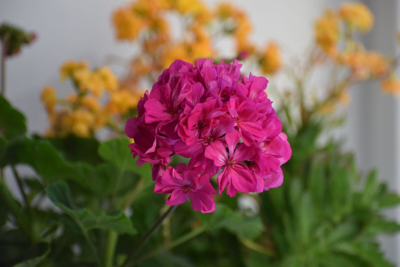 Nikon D3400 sample photo. Flower, macro, home photography