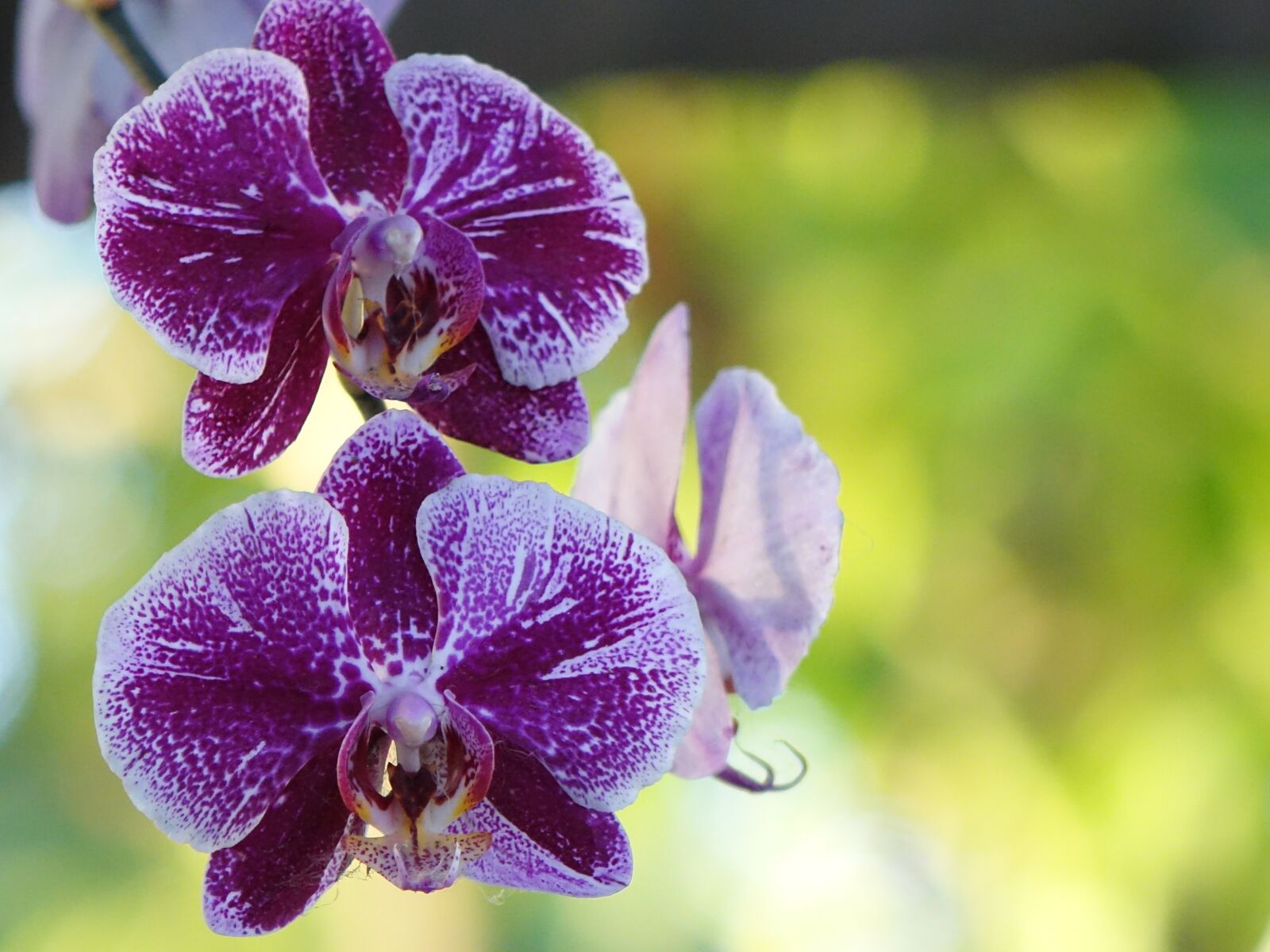 Sony Cyber-shot DSC-RX10 sample photo. Light, orchid, butterfly the photography