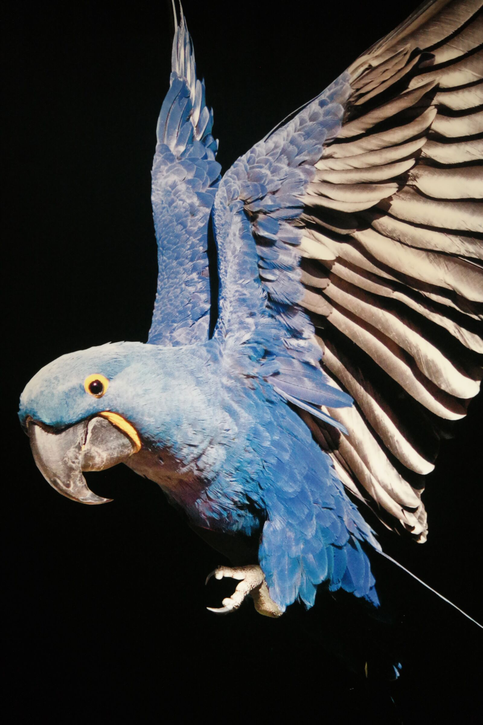 NX 50-200mm F4-5.6 sample photo. Bird, parrot, plumage photography