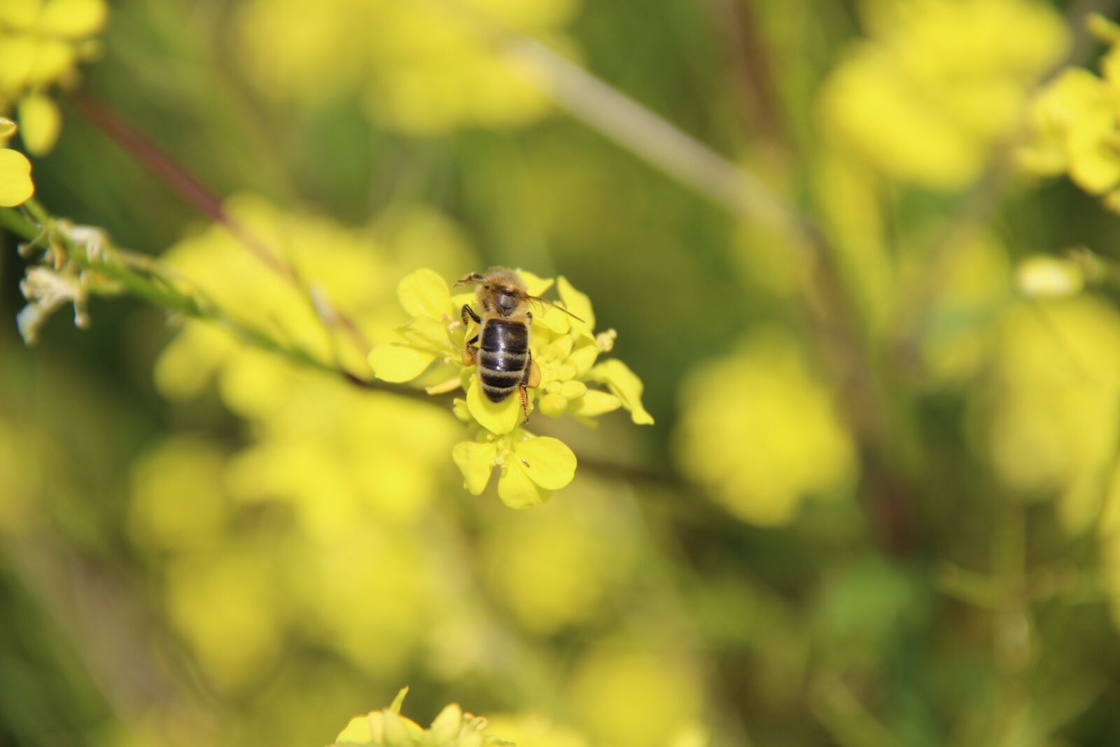 Canon EF-S 18-135mm F3.5-5.6 IS sample photo. Insects, forage, flower photography