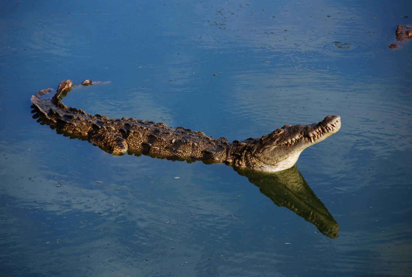 Nikon D40X sample photo. Crocodile, fauna, alligator photography
