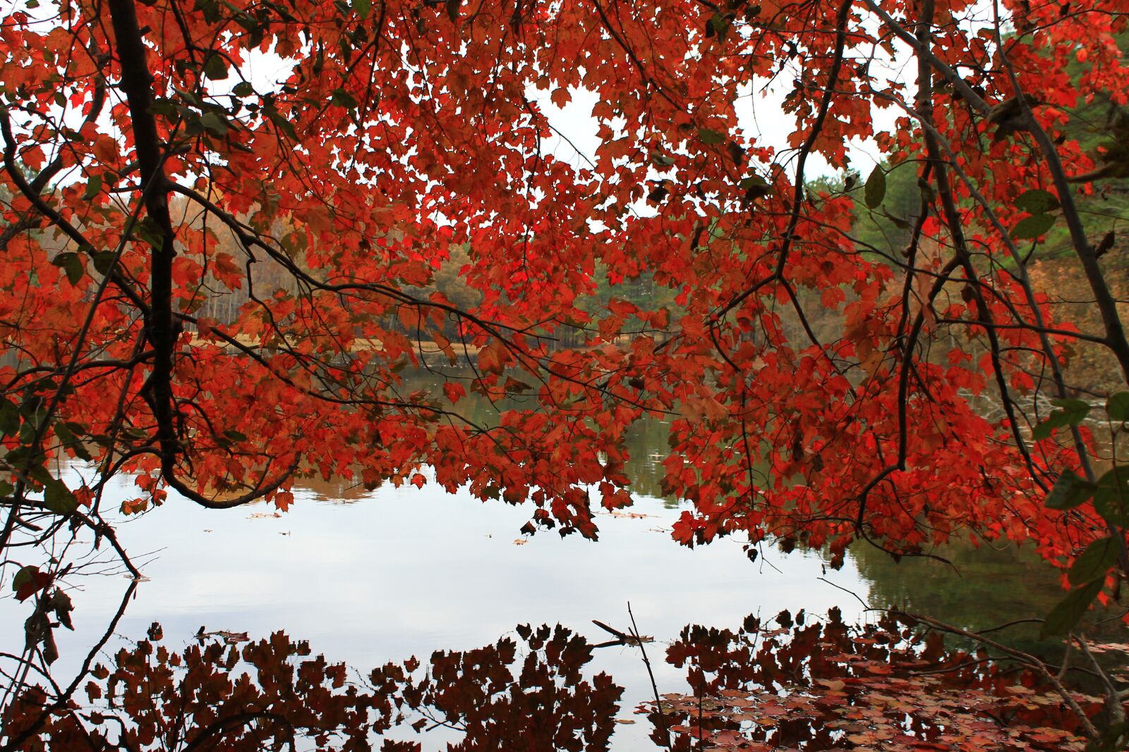 Canon EOS 1100D (EOS Rebel T3 / EOS Kiss X50) sample photo. Autumn, red trees, red photography