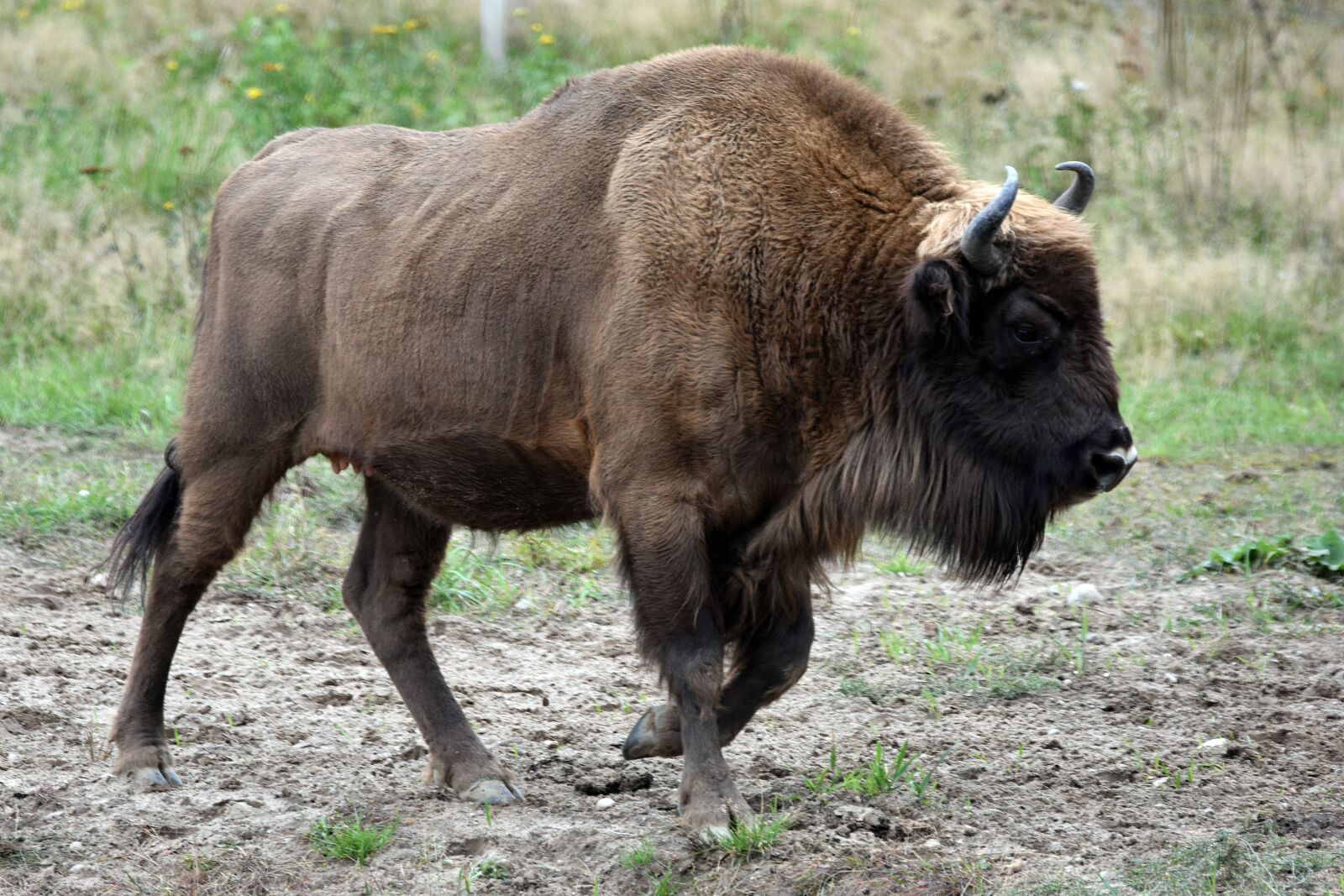 Nikon D3400 sample photo. Bison, horns, fur photography