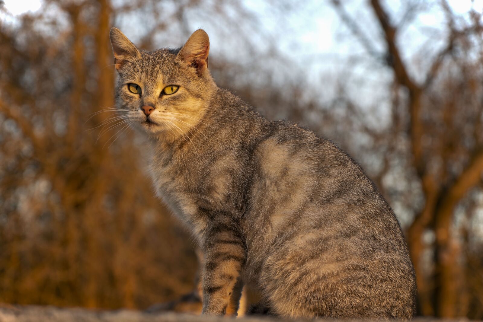 Nikon D5300 sample photo. Cat, animal, home photography