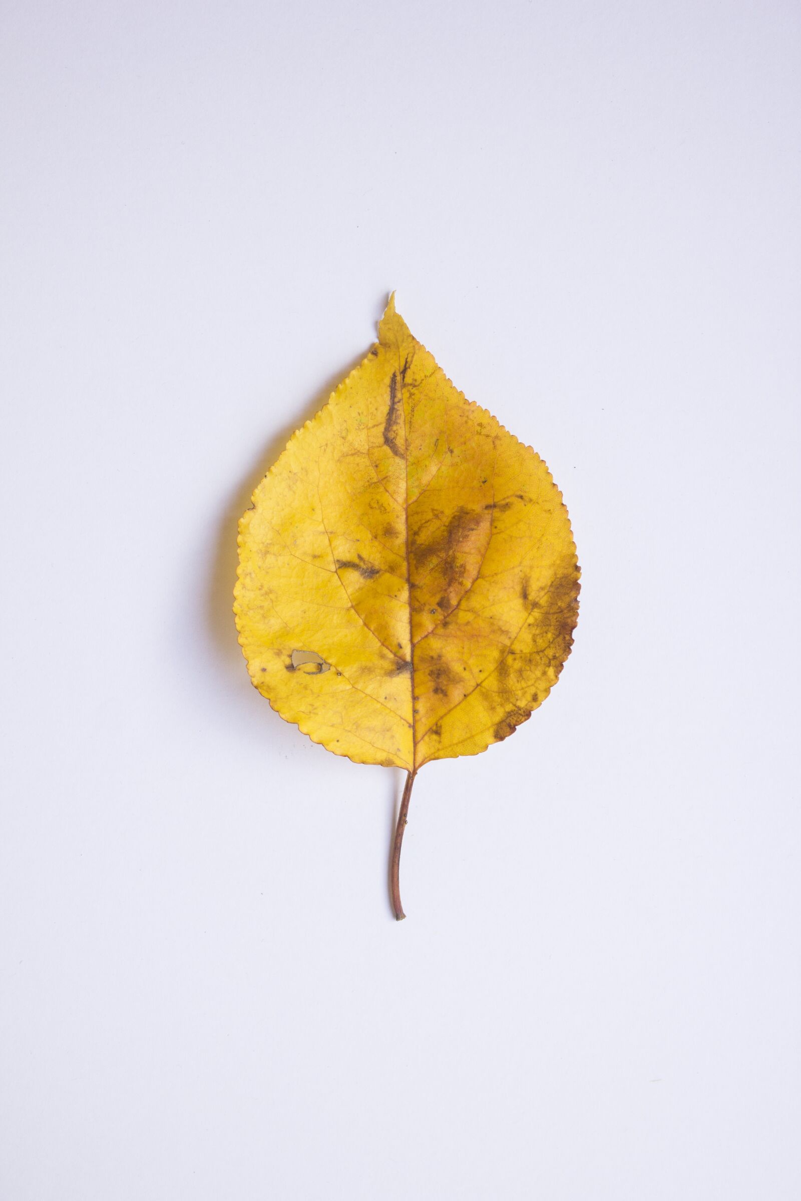 Canon EOS 550D (EOS Rebel T2i / EOS Kiss X4) sample photo. Leaf, autumn, colors photography