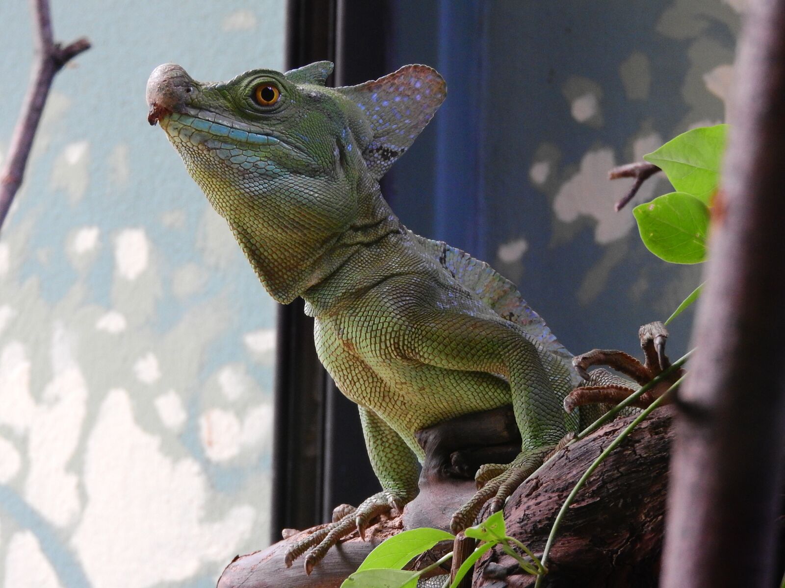 Nikon Coolpix P610 sample photo. Basilisk green, basiliscus plumifrons photography