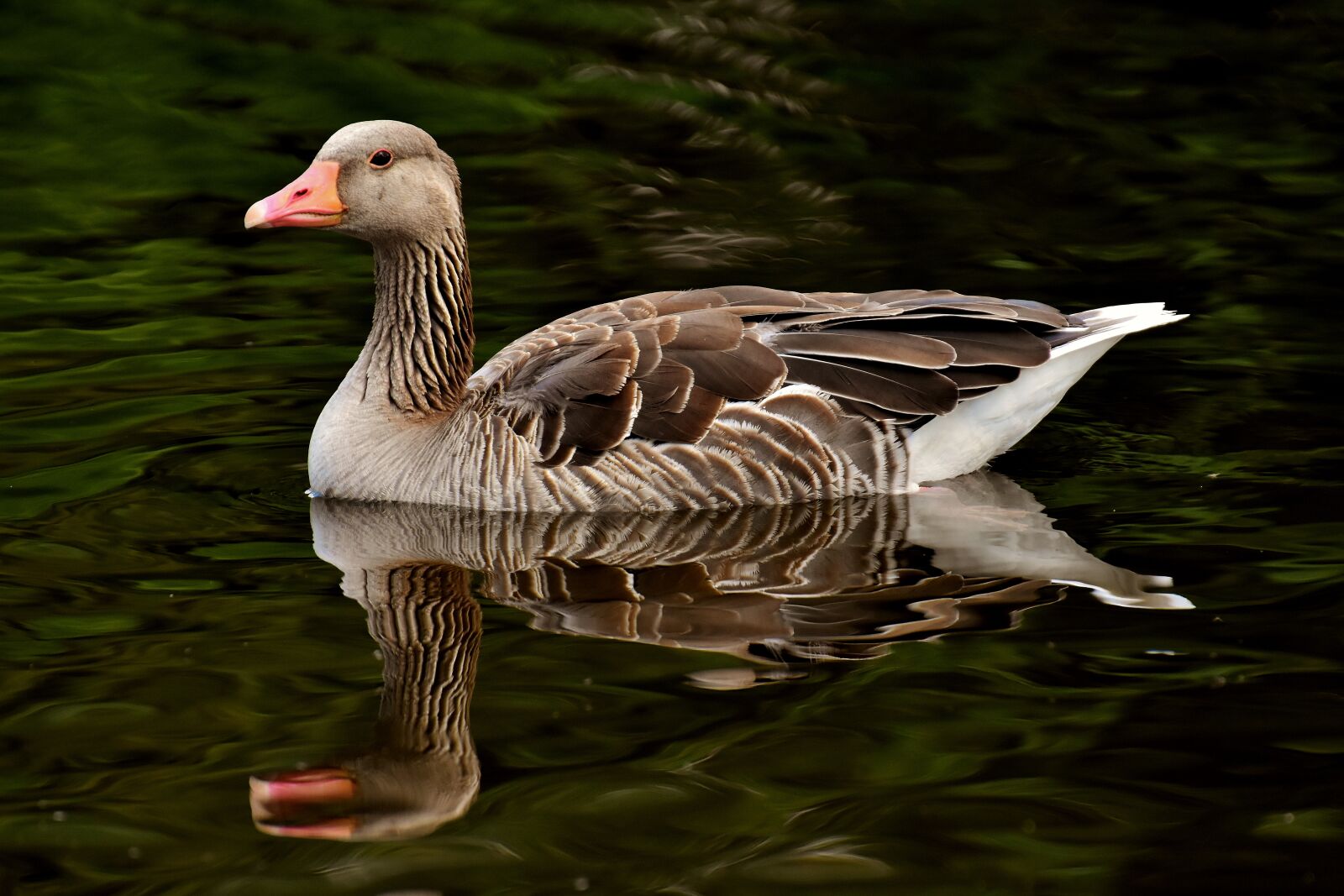 Nikon D7200 sample photo. Goose, wild goose, water photography