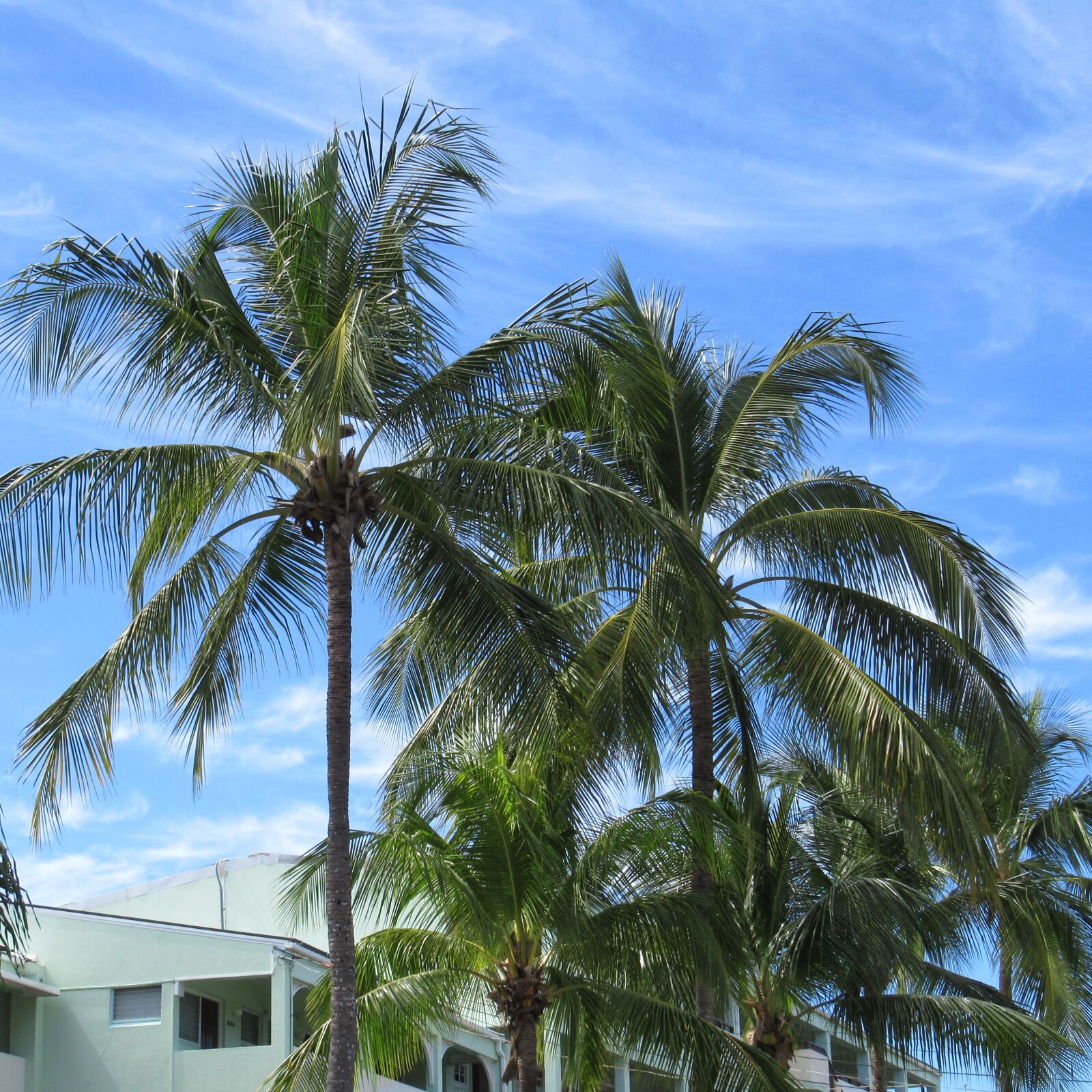 Canon PowerShot SX620 HS sample photo. Blue, skies, island, palm photography