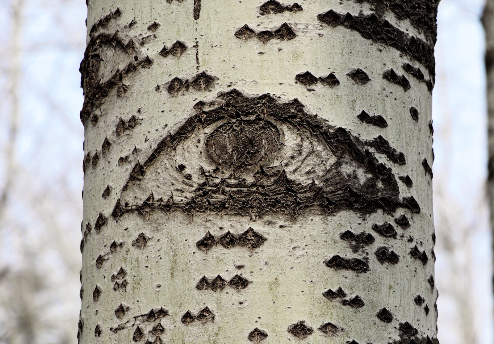 Canon EOS 77D (EOS 9000D / EOS 770D) sample photo. Tree, eye, forest photography