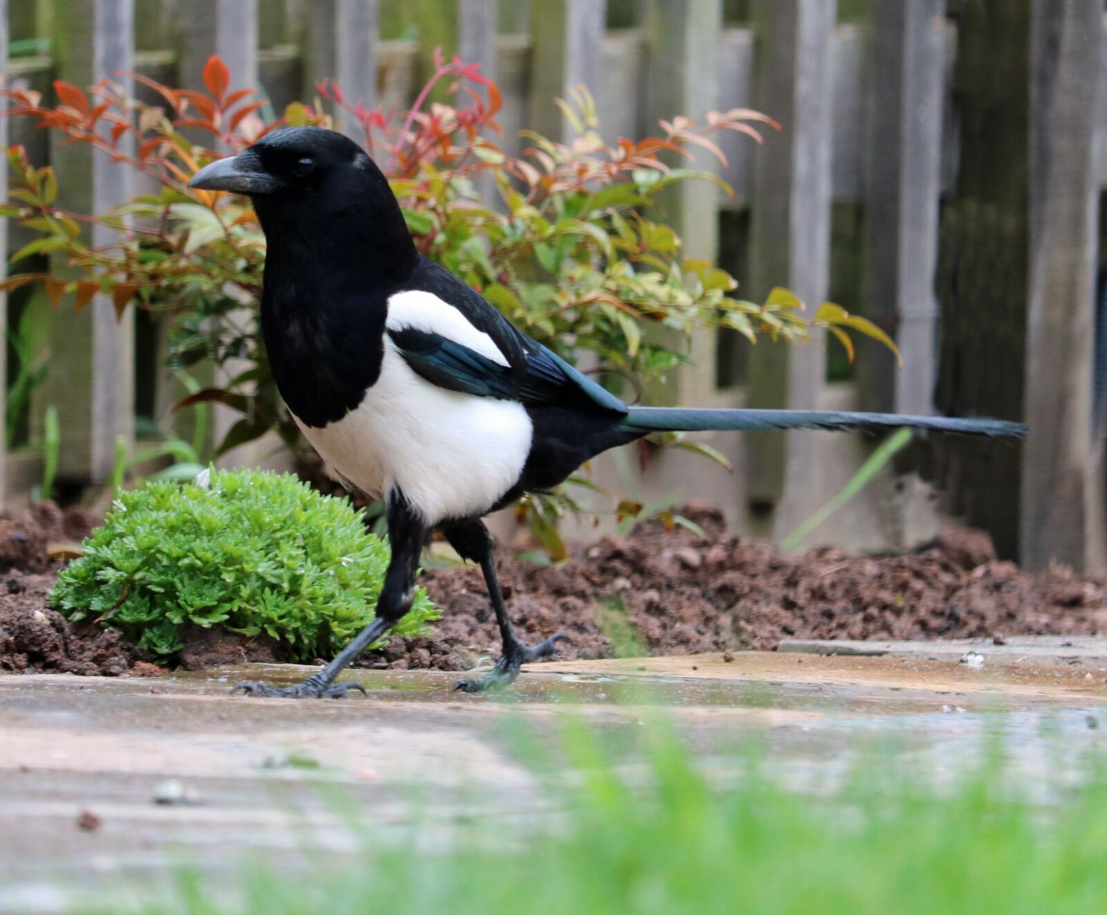 Canon EOS 750D (EOS Rebel T6i / EOS Kiss X8i) sample photo. Magpie, bird, black and photography