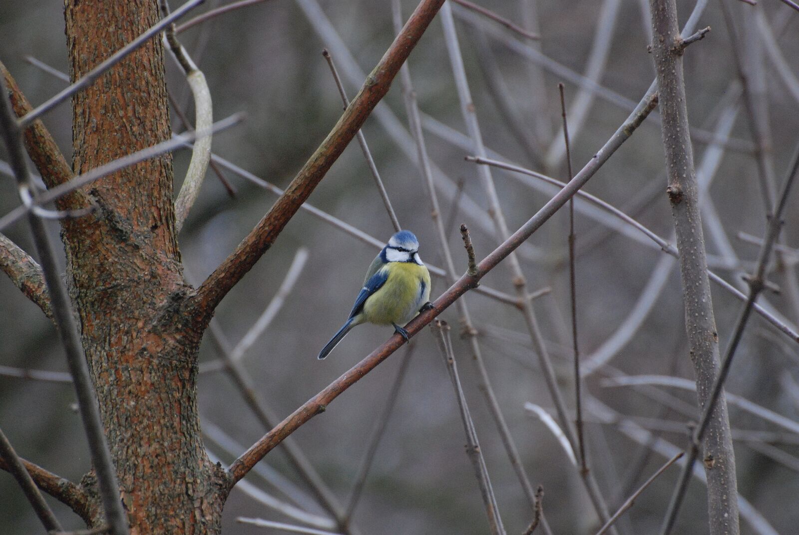 Nikon D80 sample photo. Chickadee, birds, nature photography