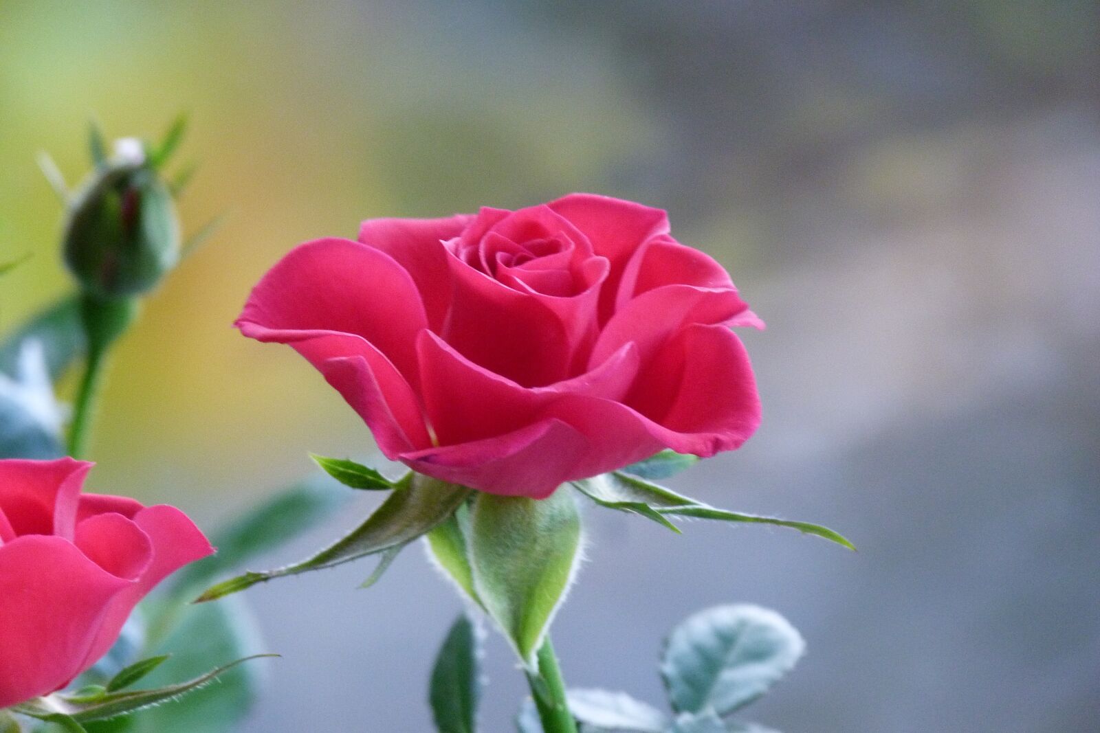 Panasonic Lumix DMC-FZ40 (Lumix DMC-FZ45) sample photo. Rose, miniature, flower photography