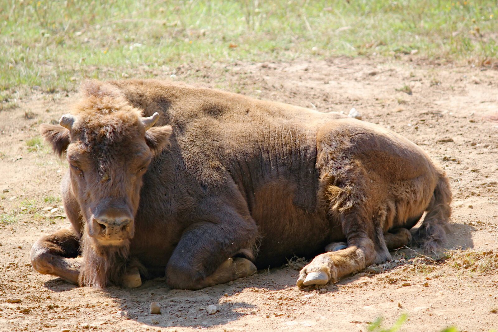 Canon EOS 550D (EOS Rebel T2i / EOS Kiss X4) sample photo. Bison, the european, tur photography