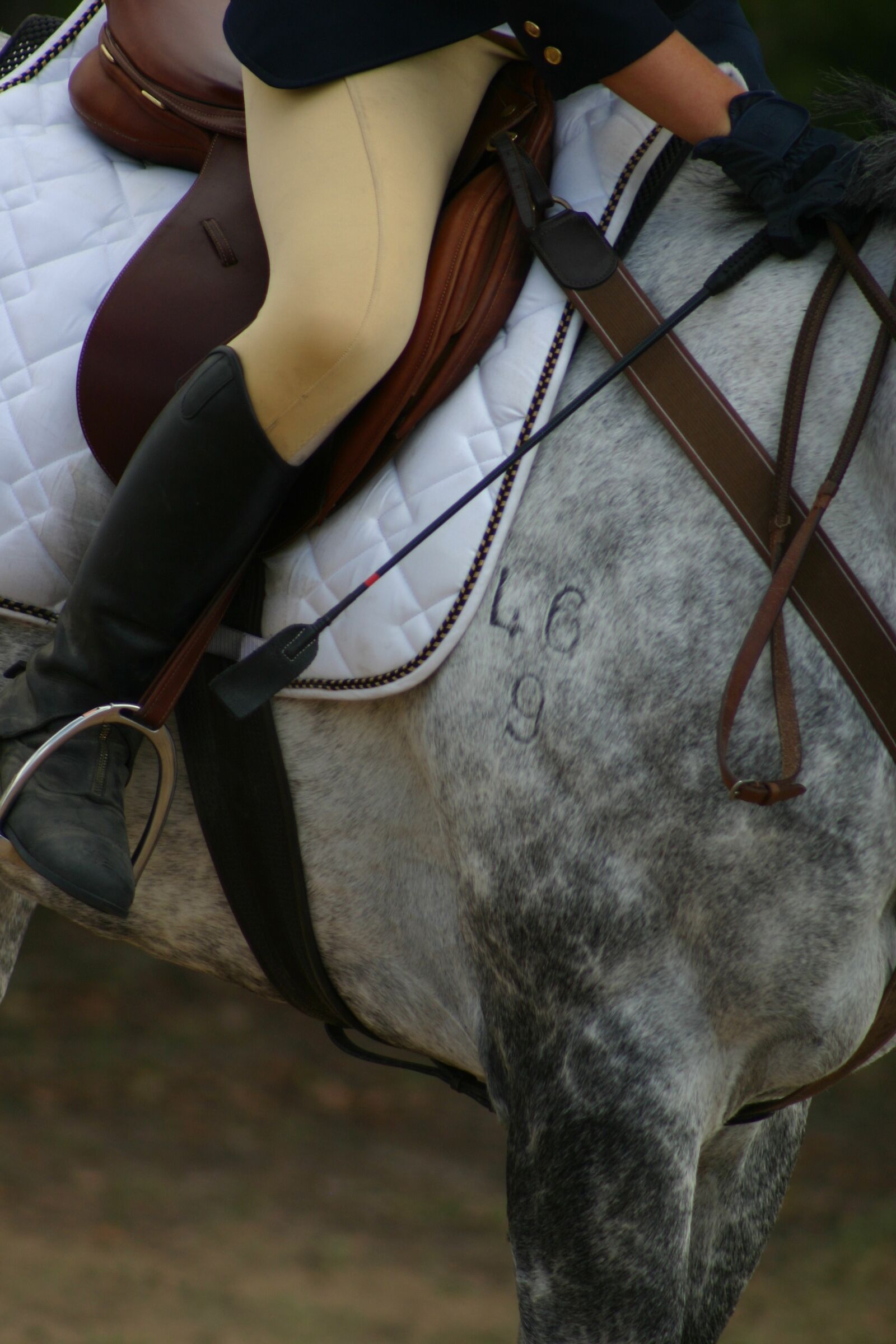 Canon EOS 300D (EOS Digital Rebel / EOS Kiss Digital) sample photo. Horse, horses, equestrian photography