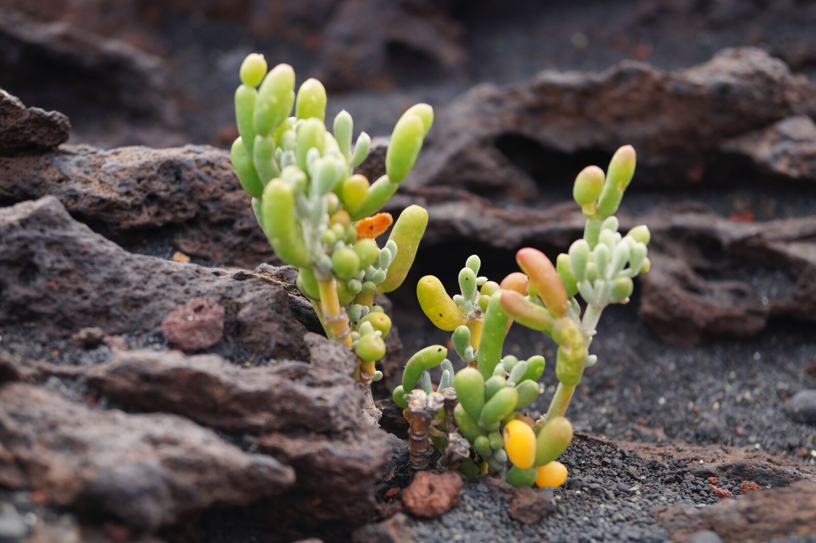 Sony DT 18-55mm F3.5-5.6 SAM II sample photo. Flower, lava, volcanic rock photography