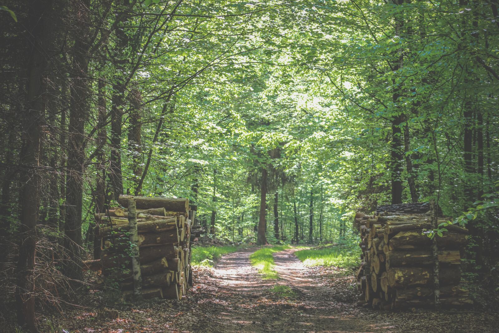 Canon EF75-300mm f/4-5.6 sample photo. Forest, tree, nature photography