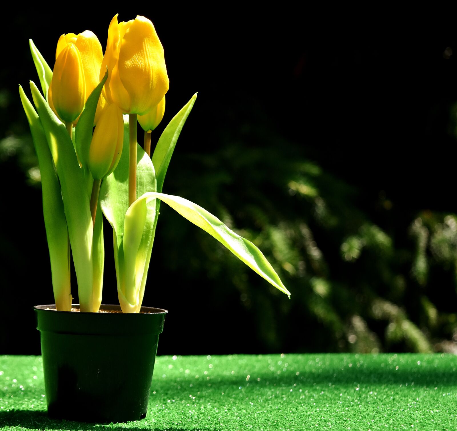 Nikon D7200 sample photo. Tulips, yellow, flowers photography
