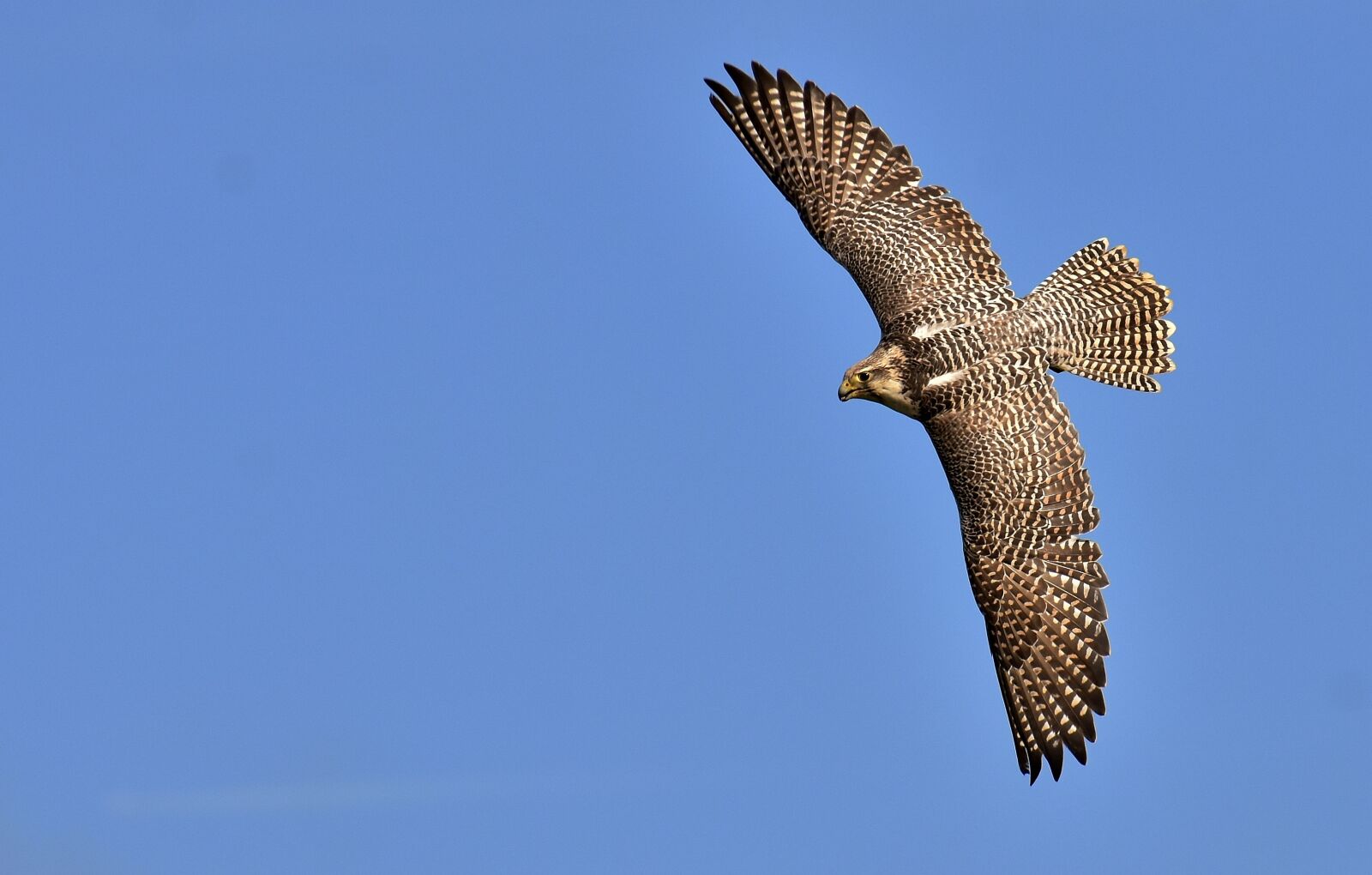 Nikon D7200 sample photo. Falcon, bird of prey photography