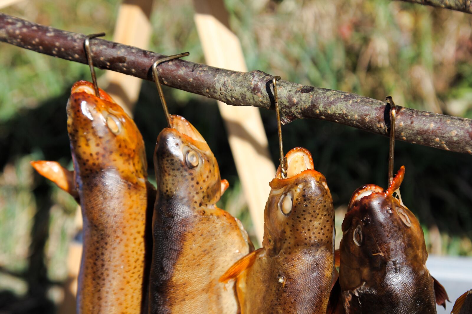 Canon EOS 60D + Canon EF 24-105mm F4L IS USM sample photo. Smoking, smoked fish, fish photography