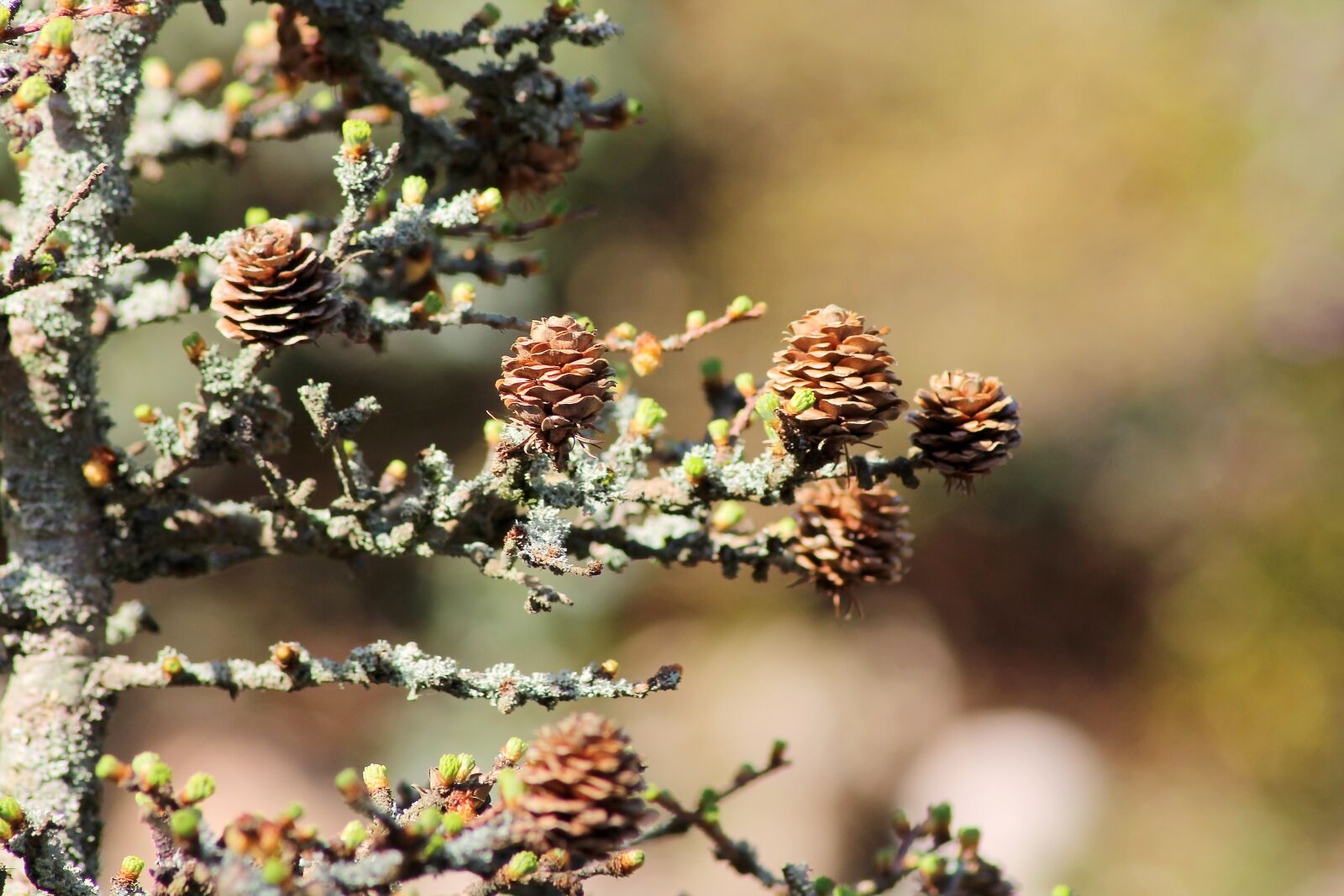 Canon EOS 1100D (EOS Rebel T3 / EOS Kiss X50) sample photo. Larch, wood, natural photography