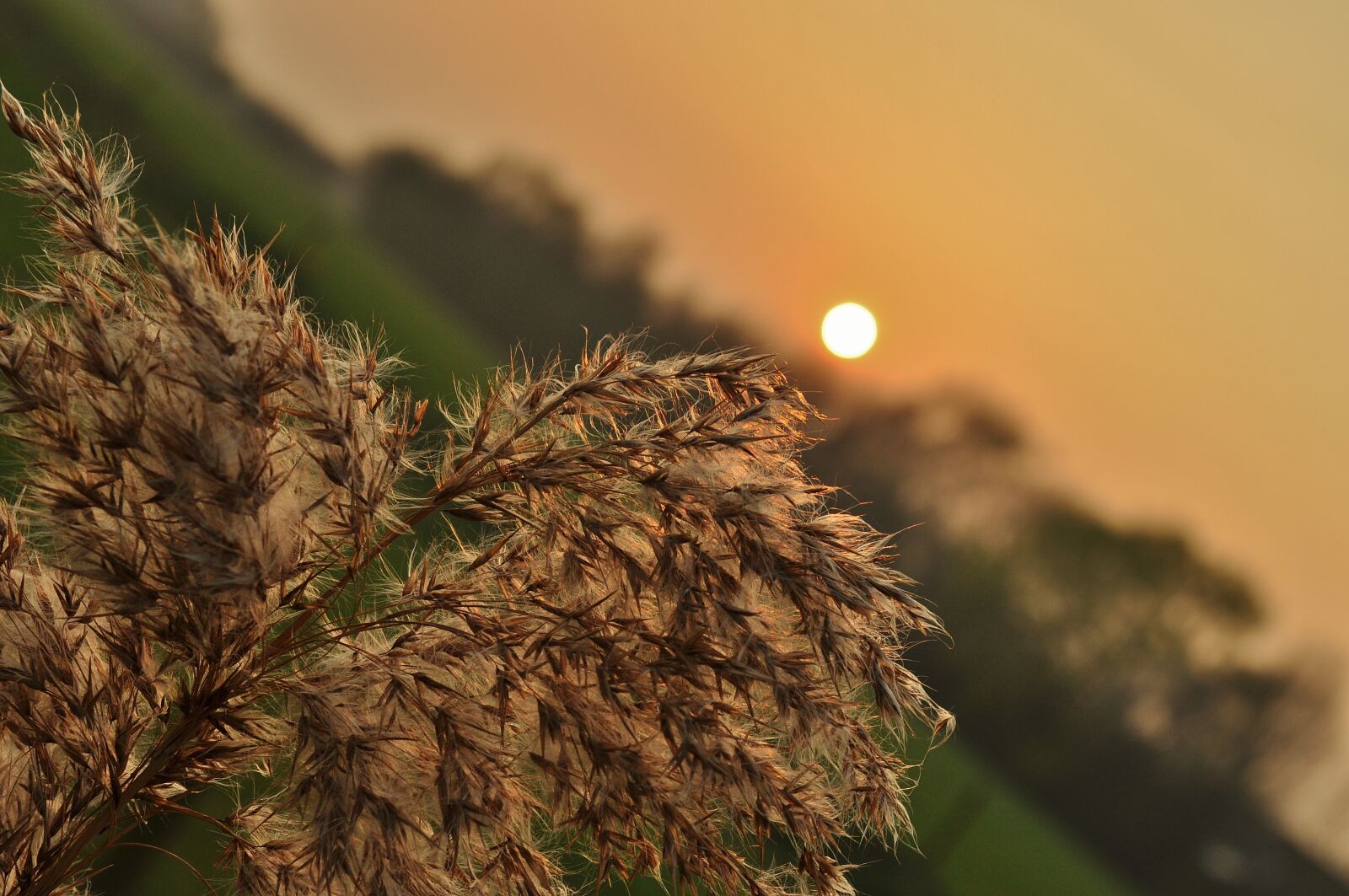 Nikon D5000 sample photo. Dawn, sunset, field, sunrise photography