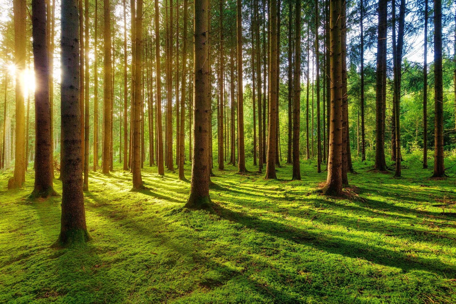 Canon EOS 5D sample photo. Forest, light, sun photography