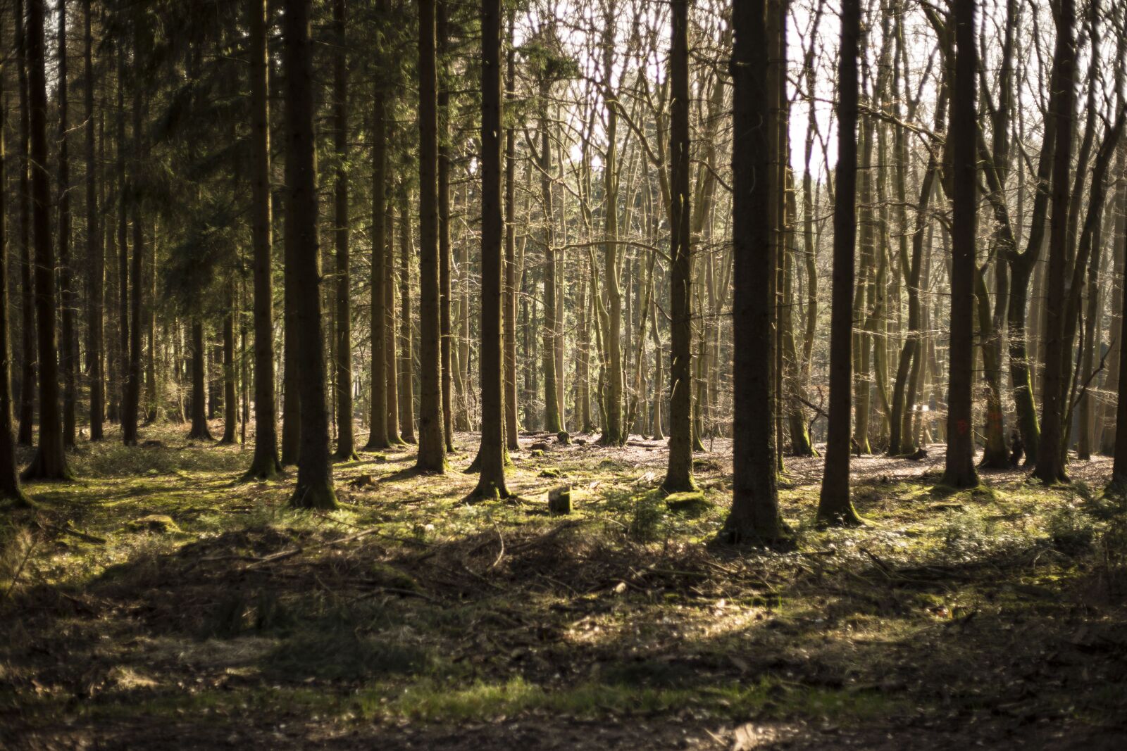 Canon EF 50mm F1.8 II sample photo. Wood, tree, nature photography