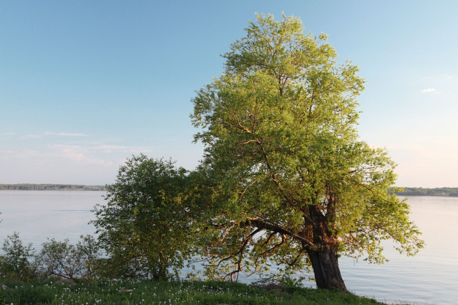 Canon EOS 5D Mark II sample photo. Tree, water, beach photography