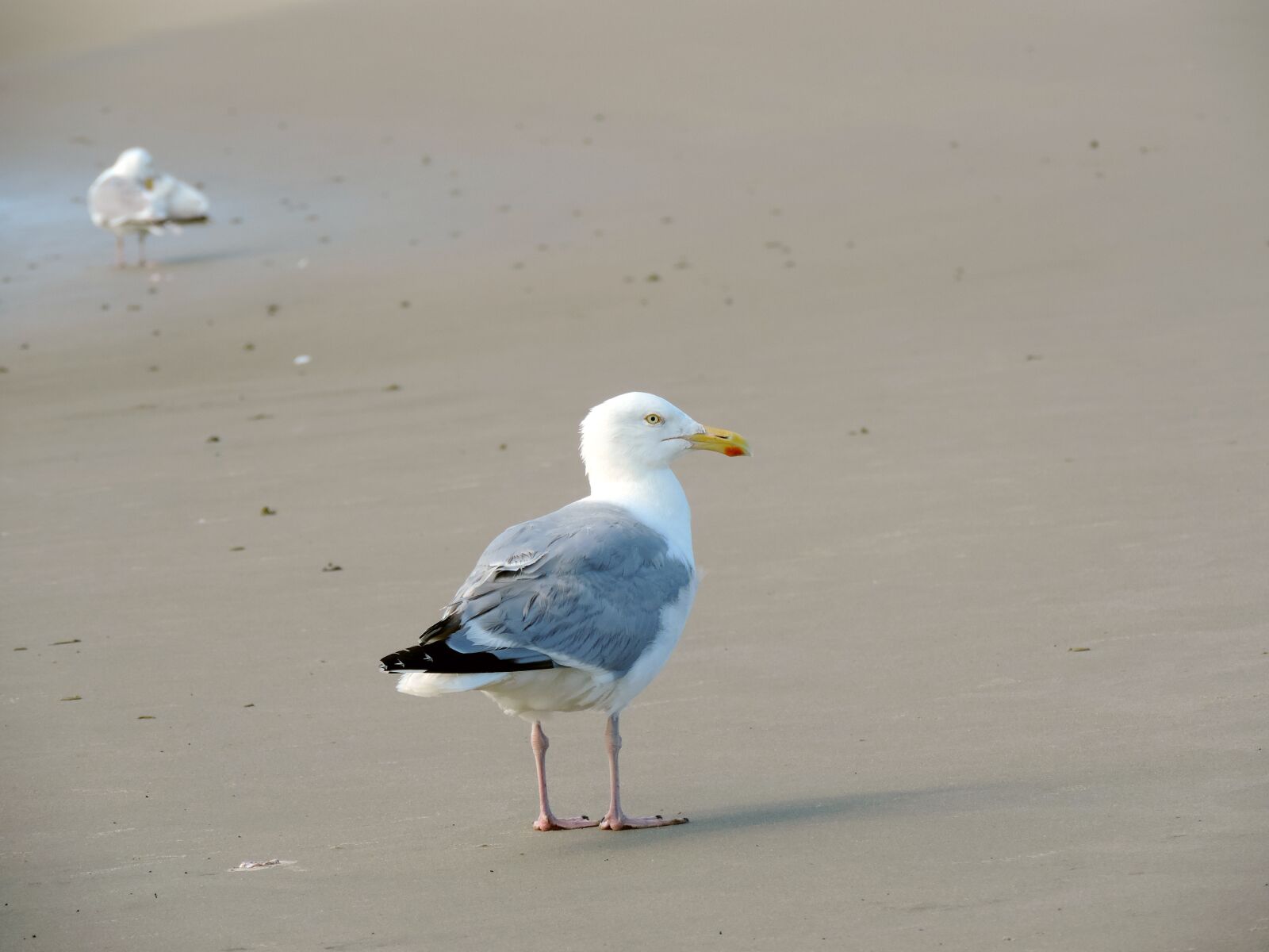 Nikon Coolpix P520 sample photo. Seagull, herring gull, sand photography
