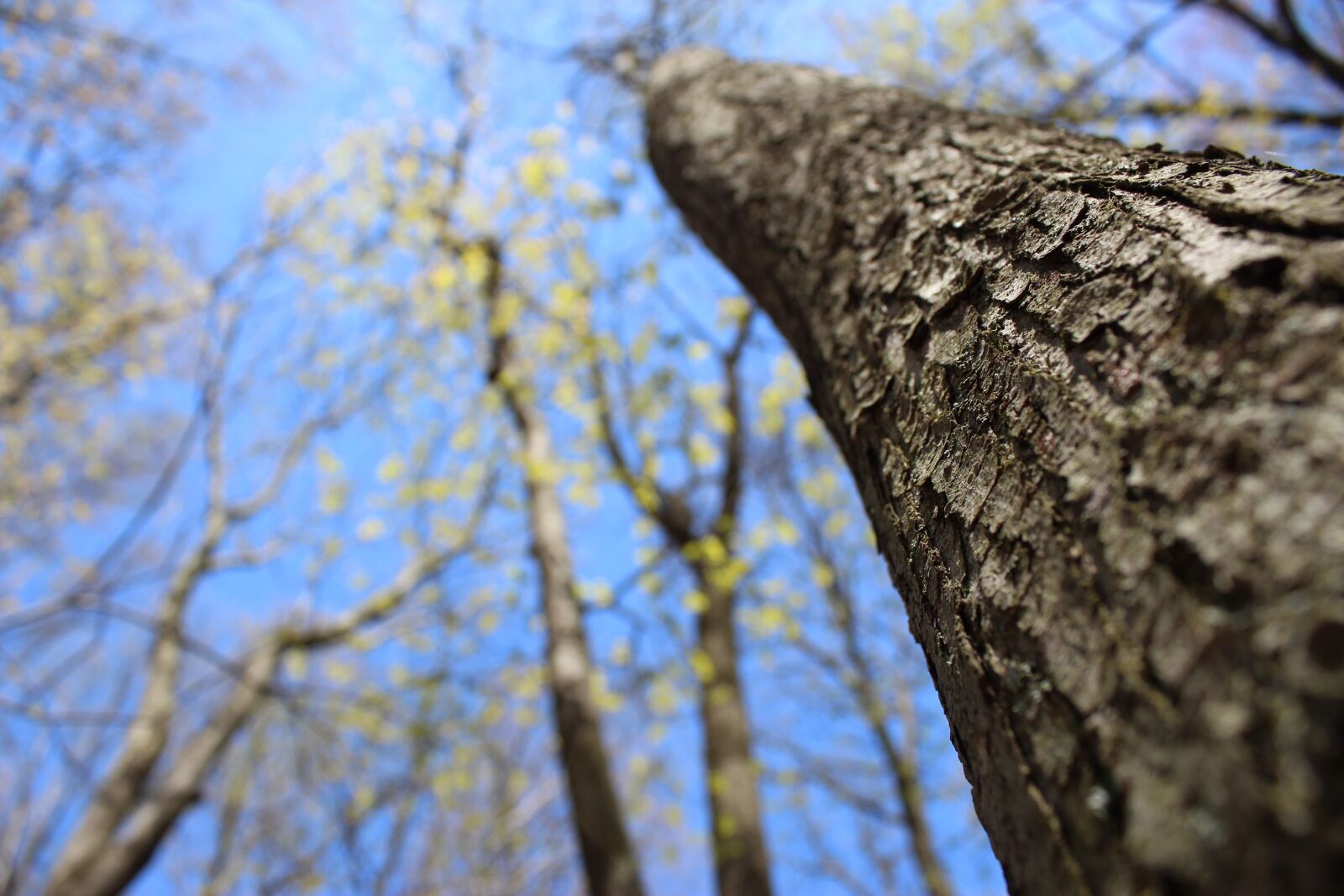 Canon EOS 1300D (EOS Rebel T6 / EOS Kiss X80) sample photo. Trees, forest, woods photography