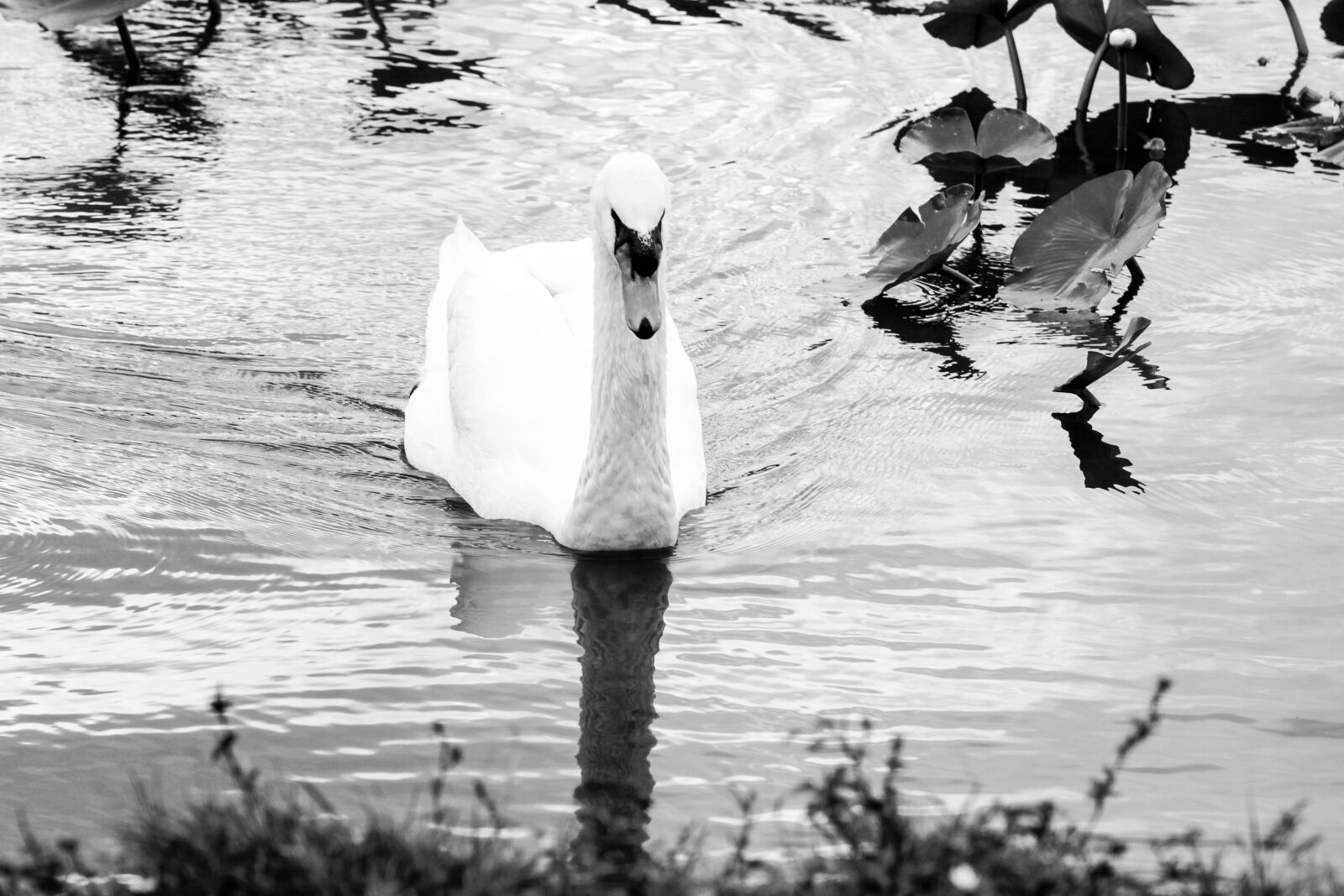 Canon EF 28-135mm F3.5-5.6 IS USM sample photo. Swan, lake, water photography
