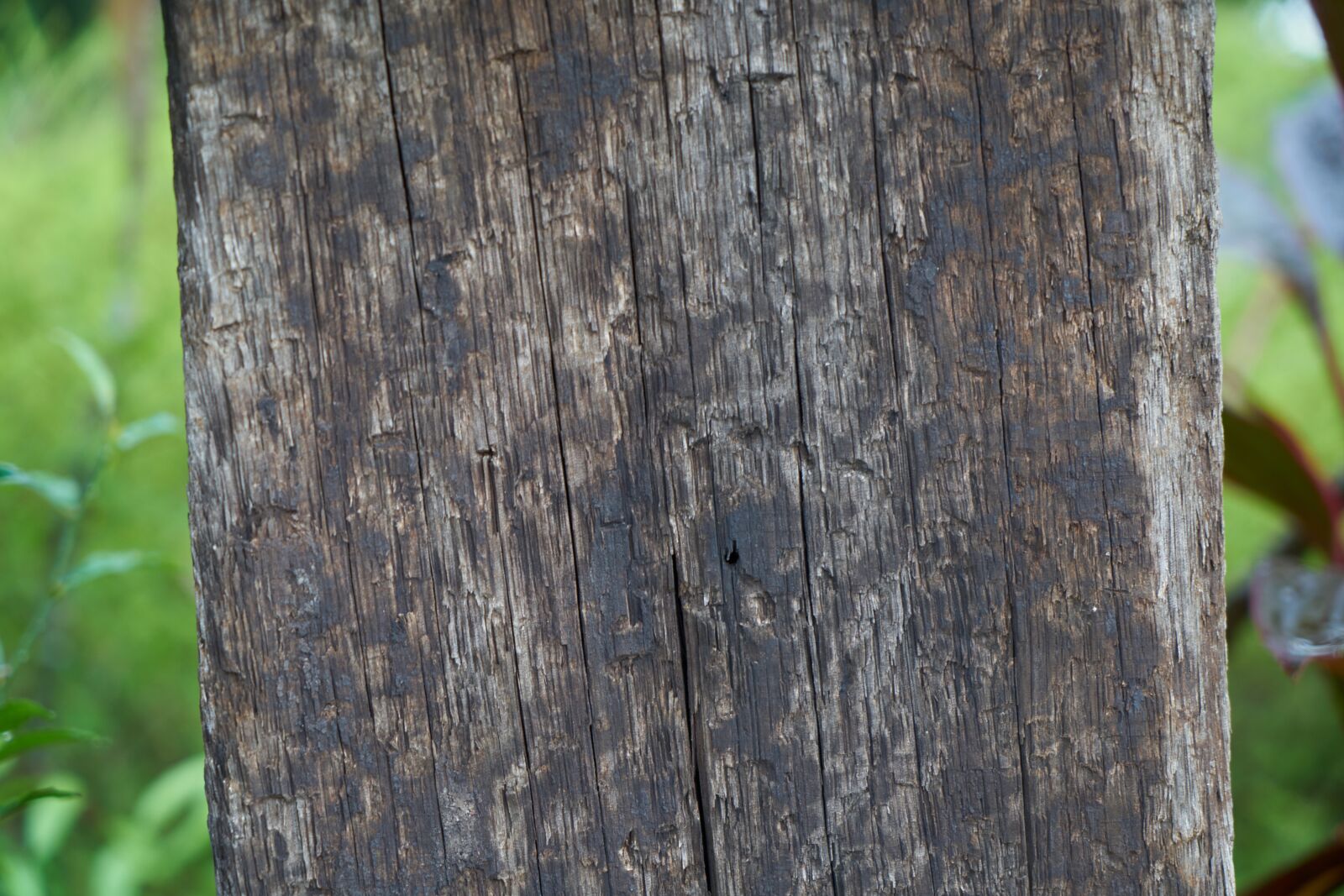 Sony a7R II sample photo. Wood, timber, texture photography