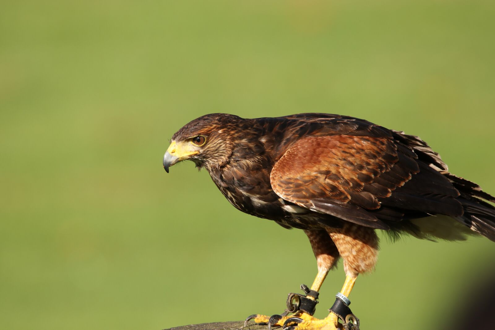 Canon EOS 80D sample photo. Harris hawk, hawk, bird photography