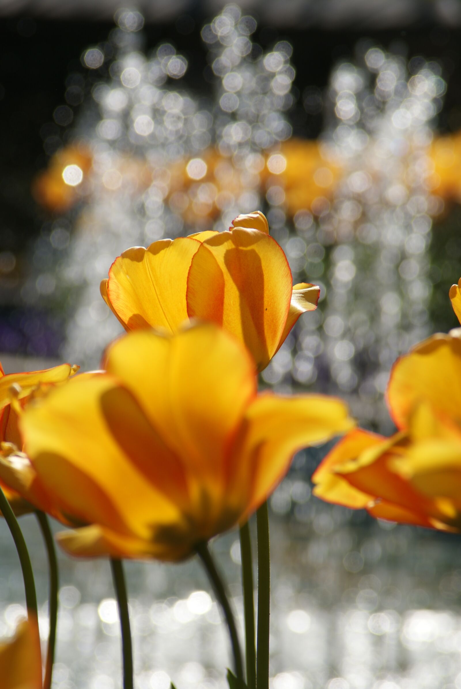 Sony Alpha DSLR-A200 sample photo. Water games, tulip, spring photography