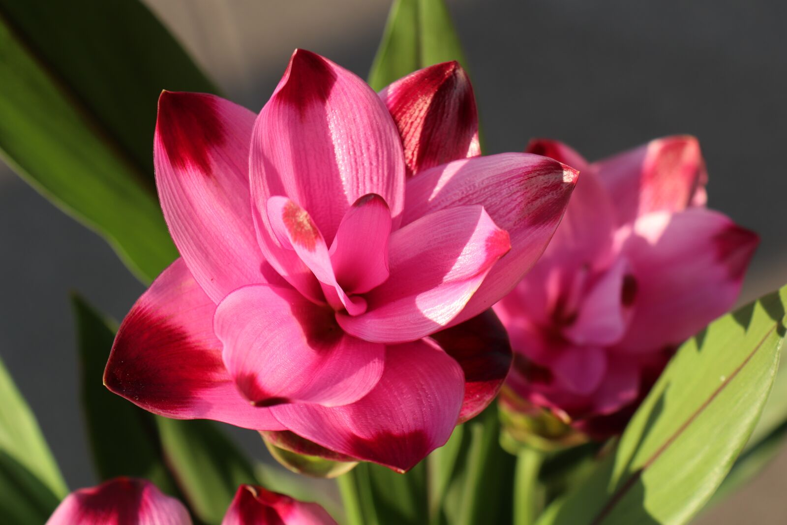 Canon EOS M6 sample photo. Flower, flowers, turmeric photography