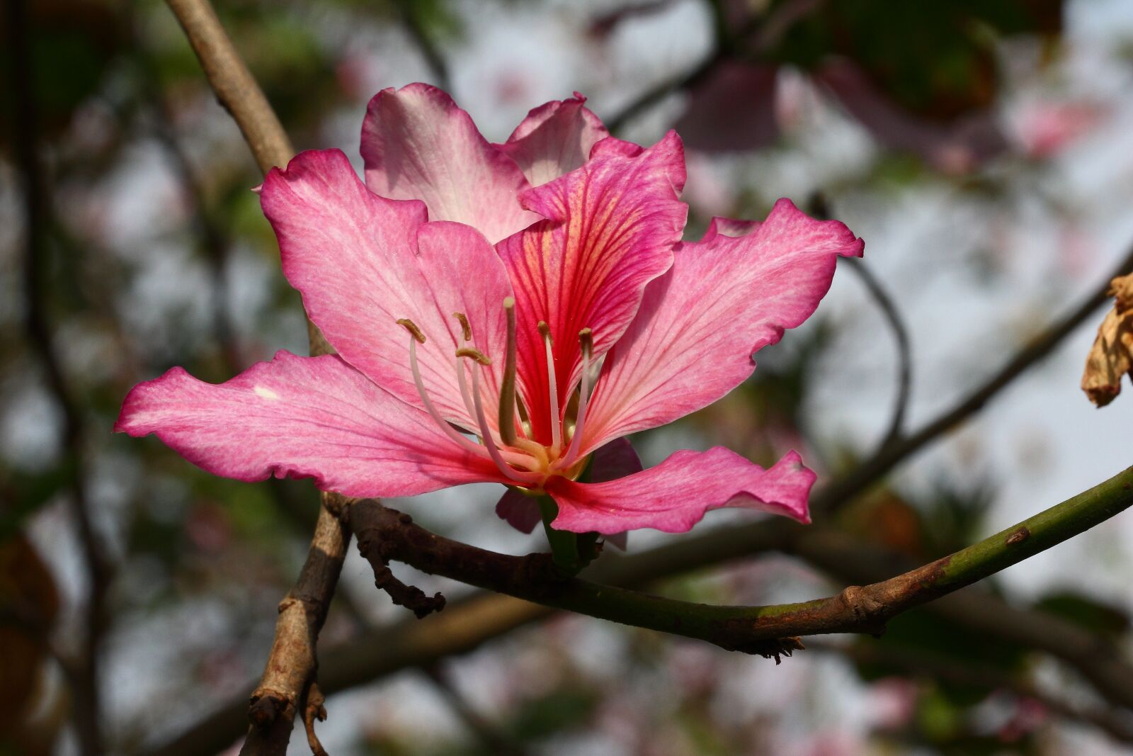 Canon EF 100mm F2.8L Macro IS USM sample photo. Red flower, natural, close photography