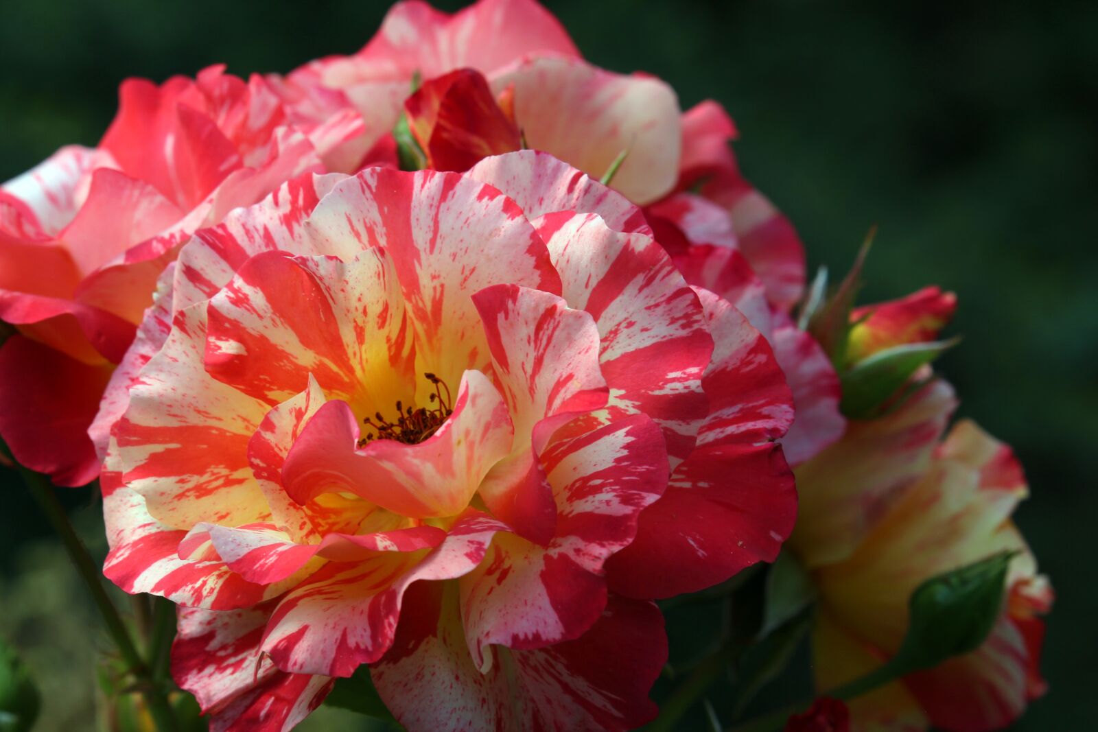 Canon EF-S 55-250mm F4-5.6 IS STM sample photo. Painter rose, rose, beauty photography