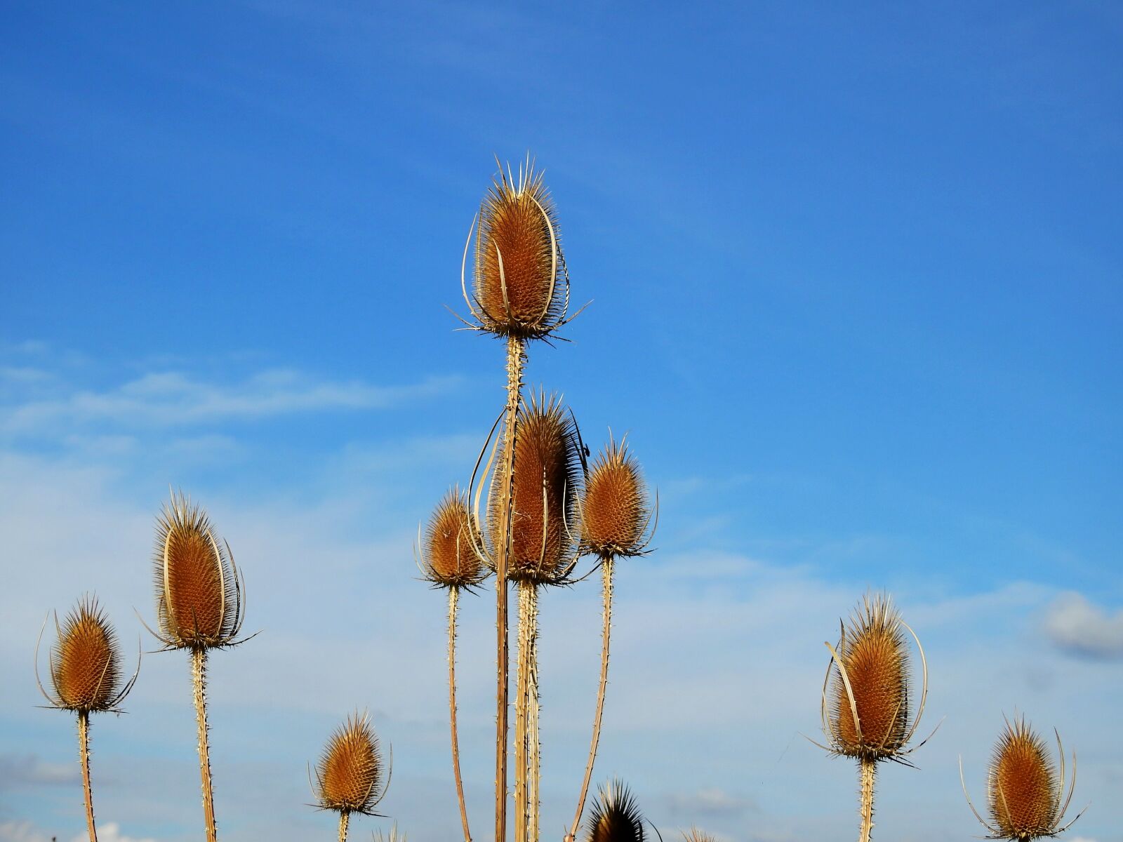 Nikon Coolpix P900 sample photo. Thistle, weed, incomplete photography