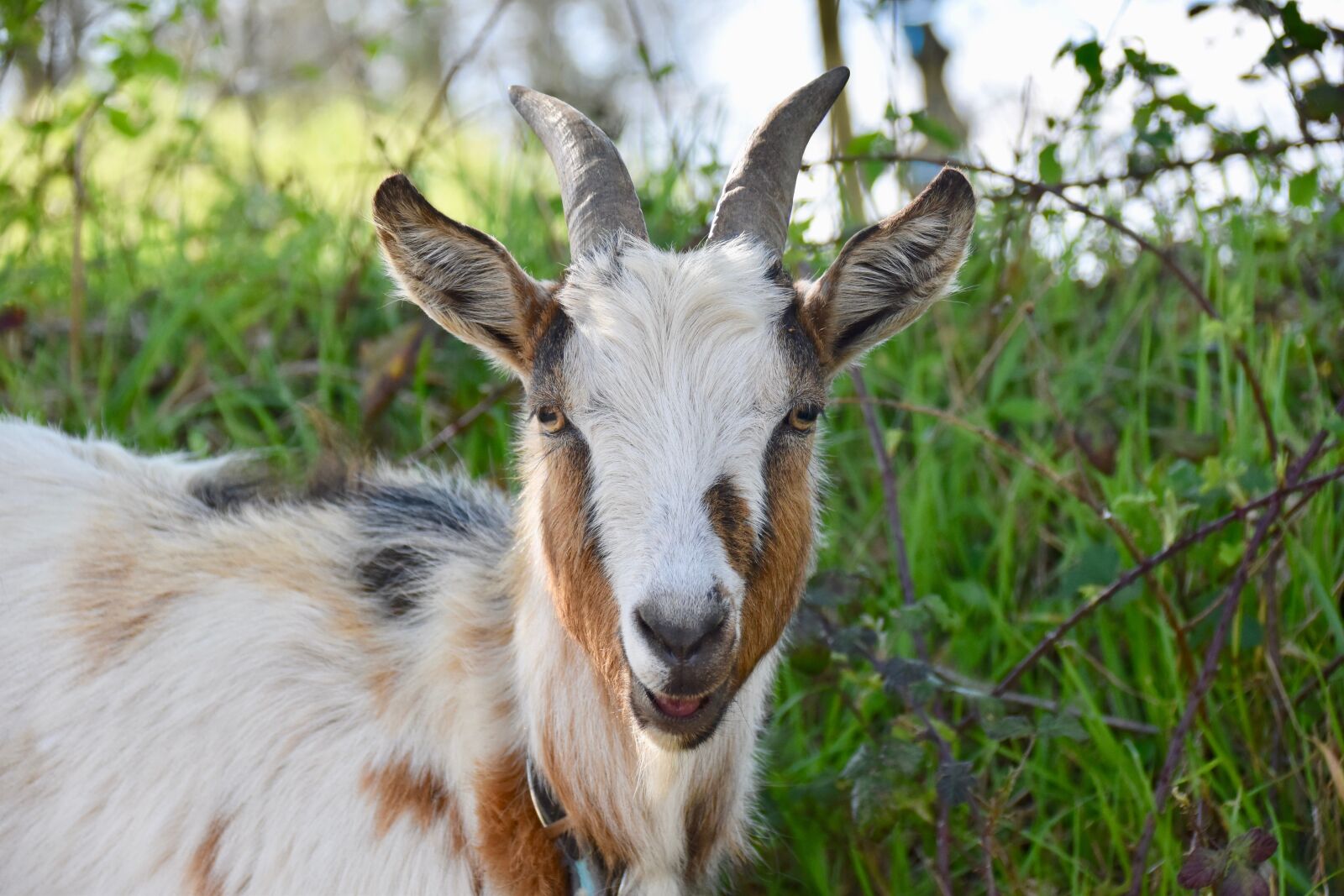 Nikon D5600 sample photo. Goat, goat horns, ruminants photography